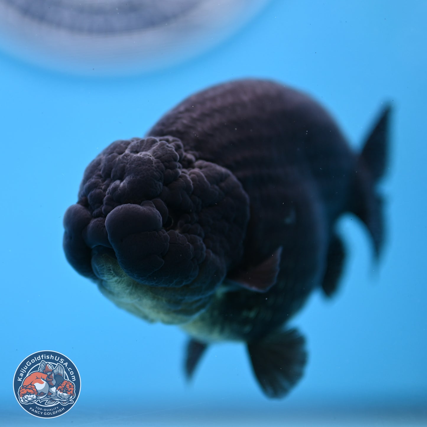 Jet Black Ranchu 4.25 inches Body - Male (250307_RC03)