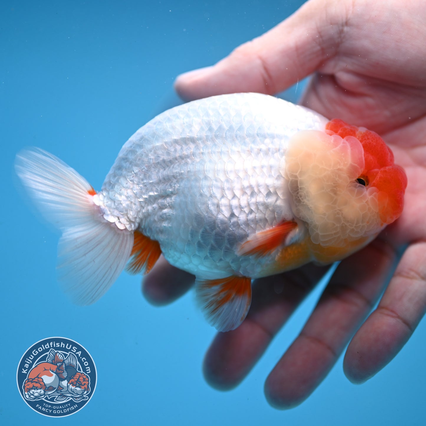 Red Face Buffalo Ranchu 4.5 inch Body (250919_RC03)