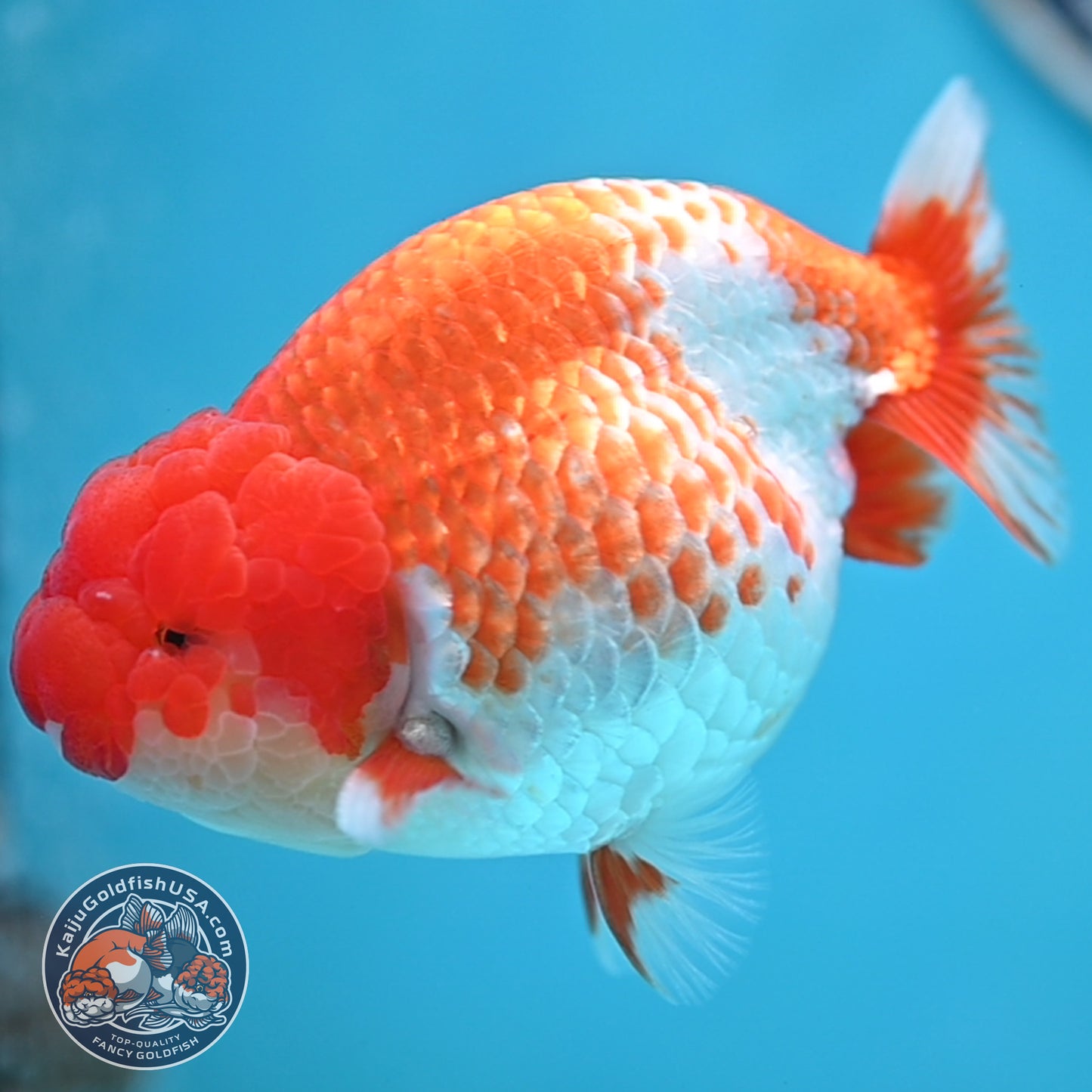 READ DESCRIPTION - Red White Buffalo Ranchu 4 inches Body (250516_RC03)