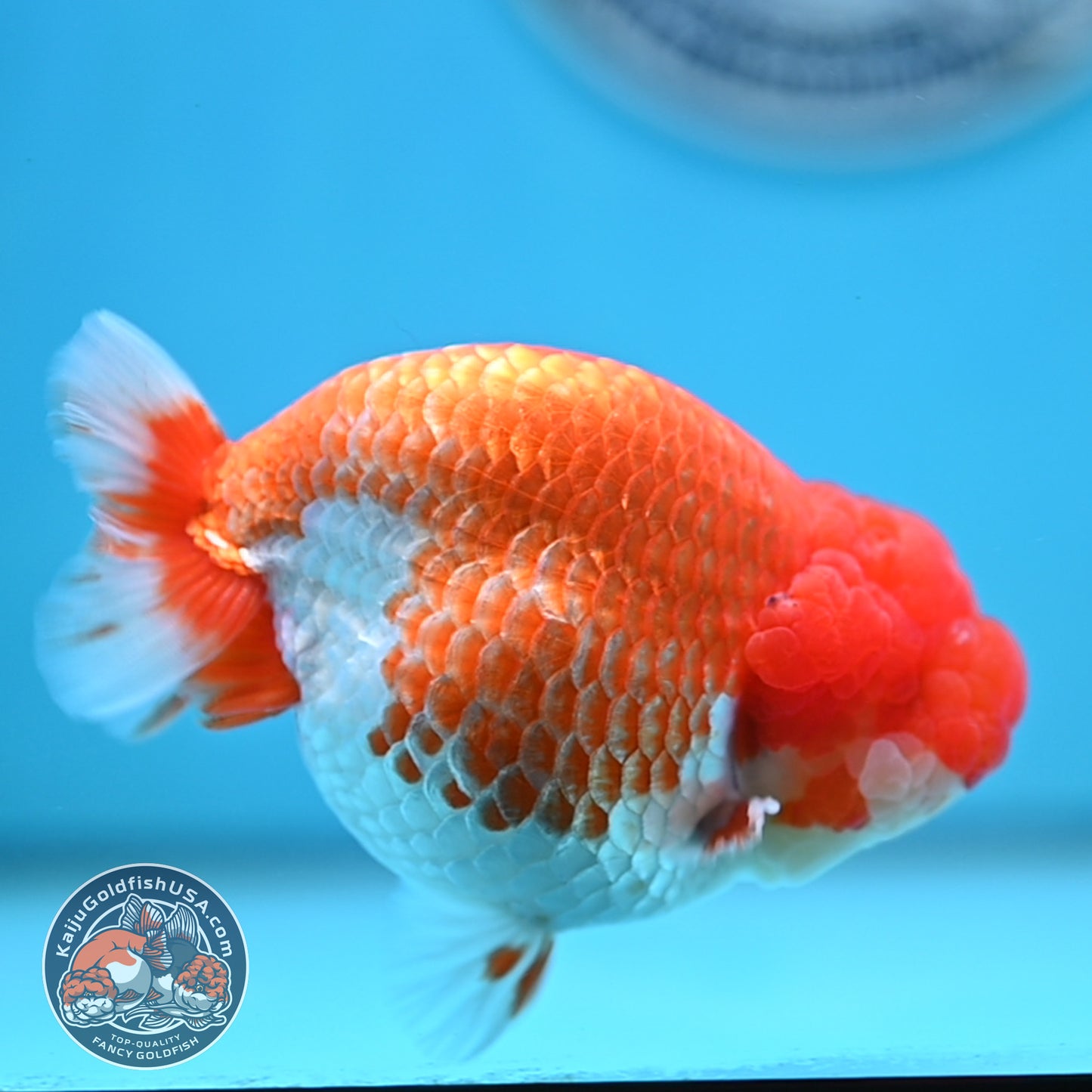 READ DESCRIPTION - Red White Buffalo Ranchu 4 inches Body (250516_RC03)