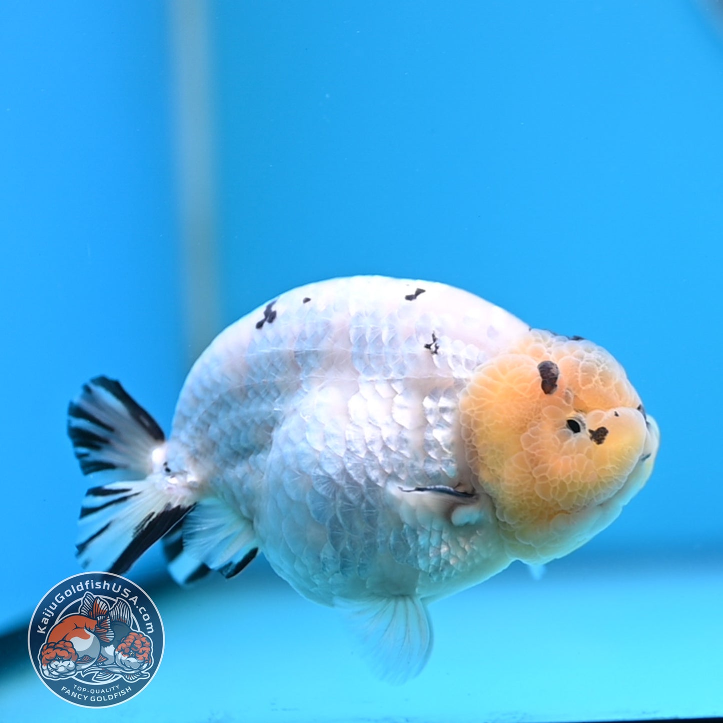 Panda Ranchu 4 inches Body (250509_RC03)