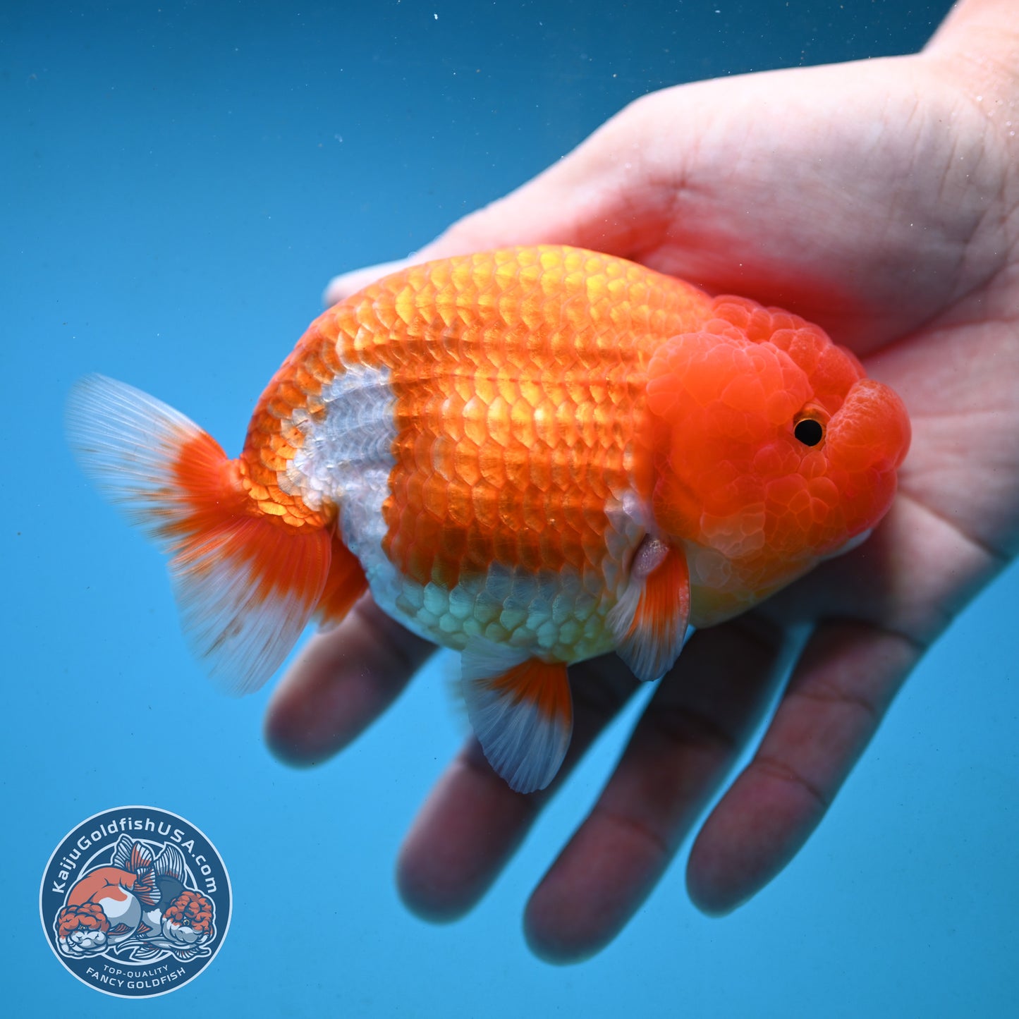 Red White Buffalo Ranchu 4 inch Body (251003_RC03)