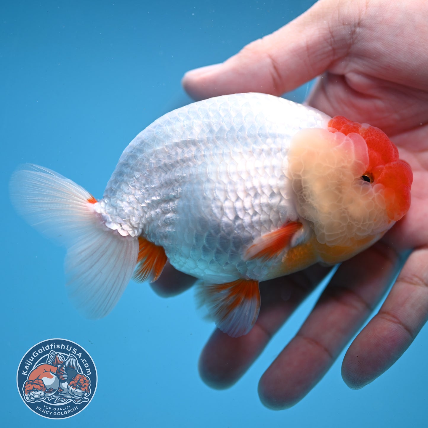 Red Face Buffalo Ranchu 4.5 inch Body (250919_RC03)