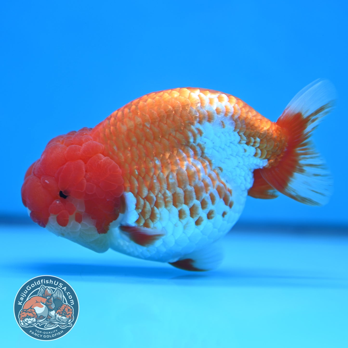 READ DESCRIPTION - Red White Buffalo Ranchu 4 inches Body (250516_RC03)