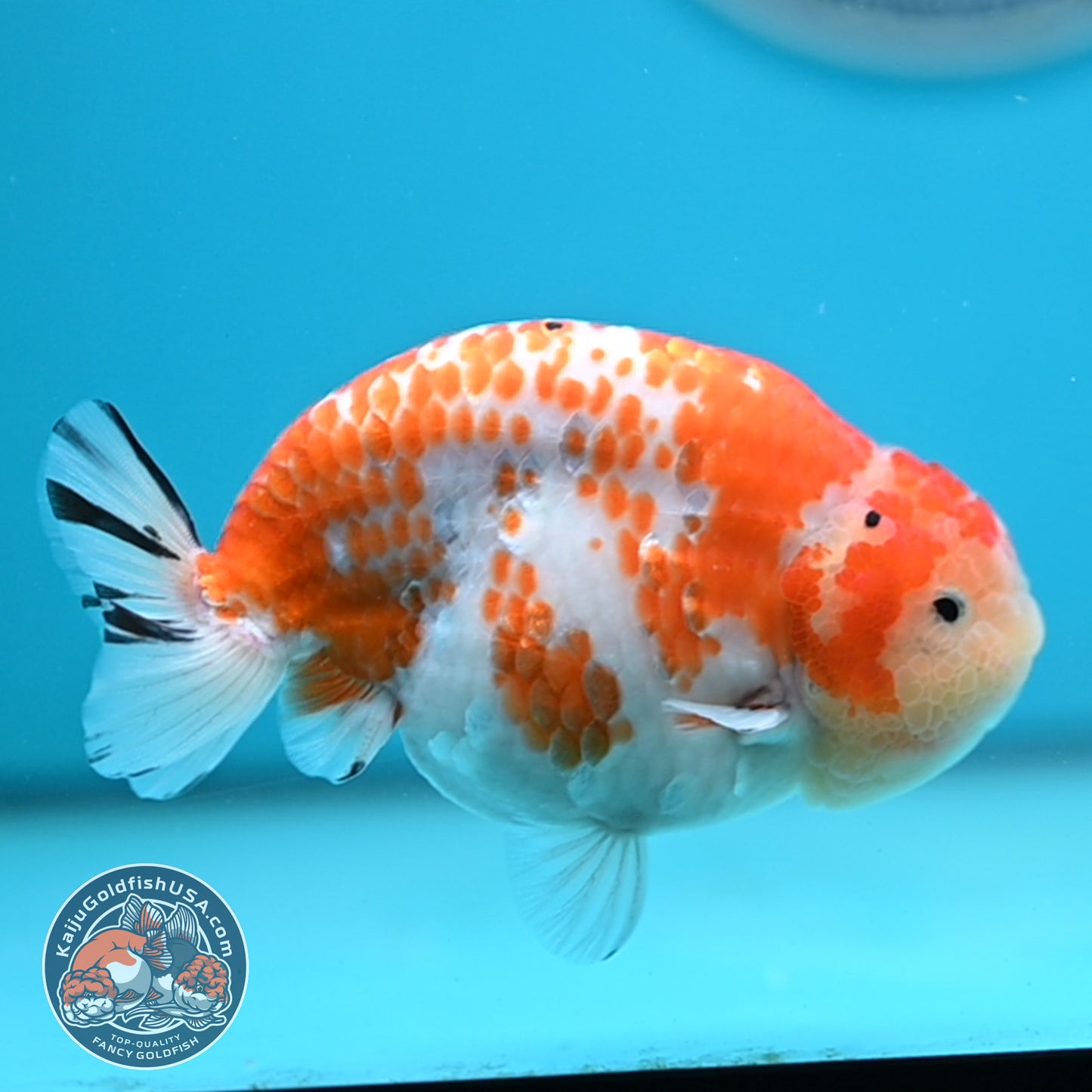 Tricolor Sakura Ranchu 4.25 inches Body (250502_RC03)