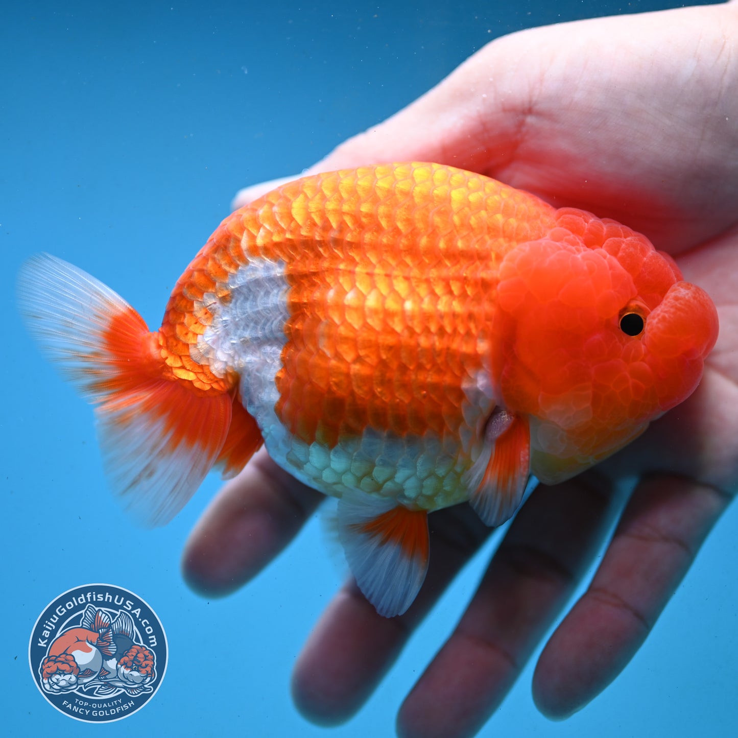 Red White Buffalo Ranchu 4 inch Body (251003_RC03)