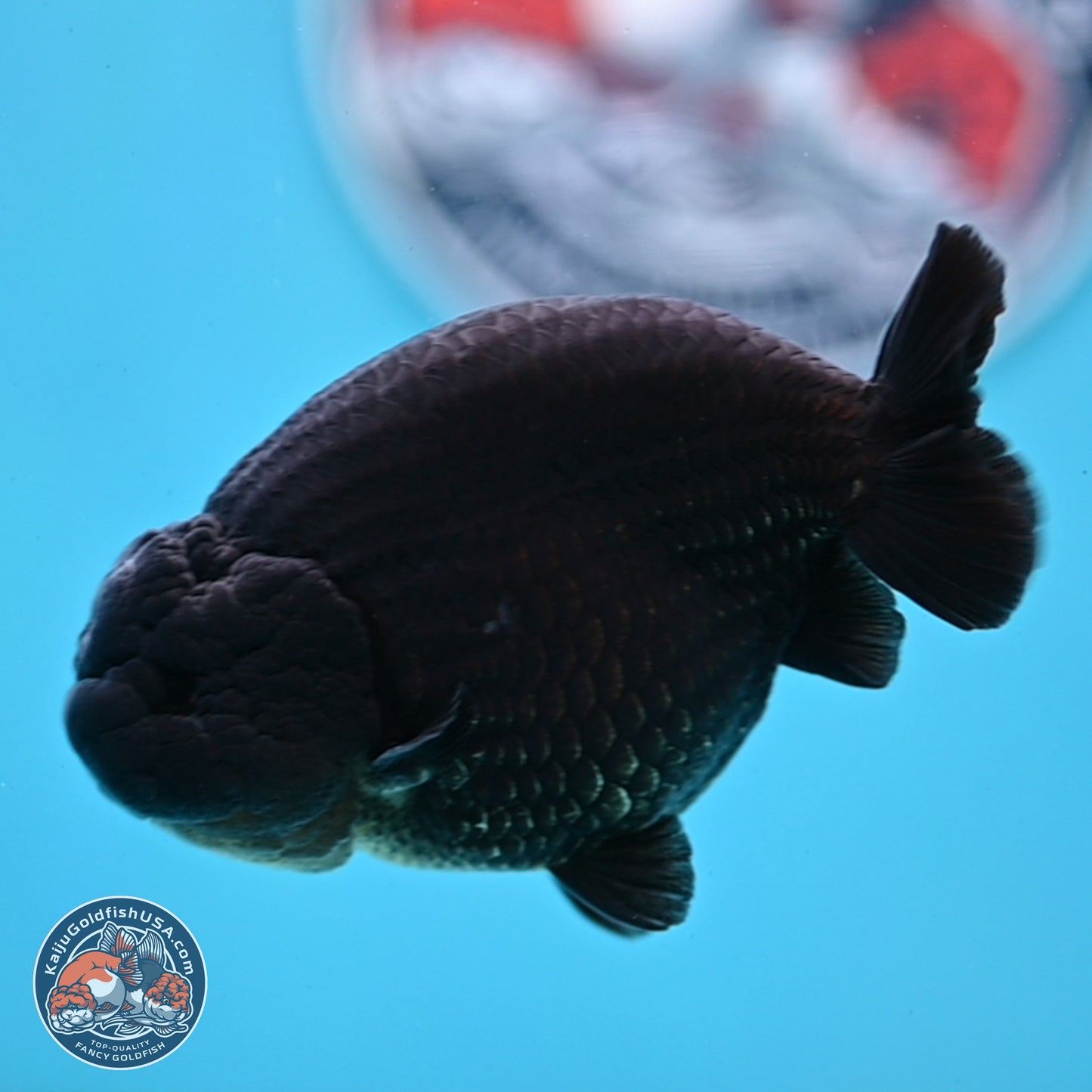 Jet Black Ranchu 4.25 inches Body - Male (250307_RC03)