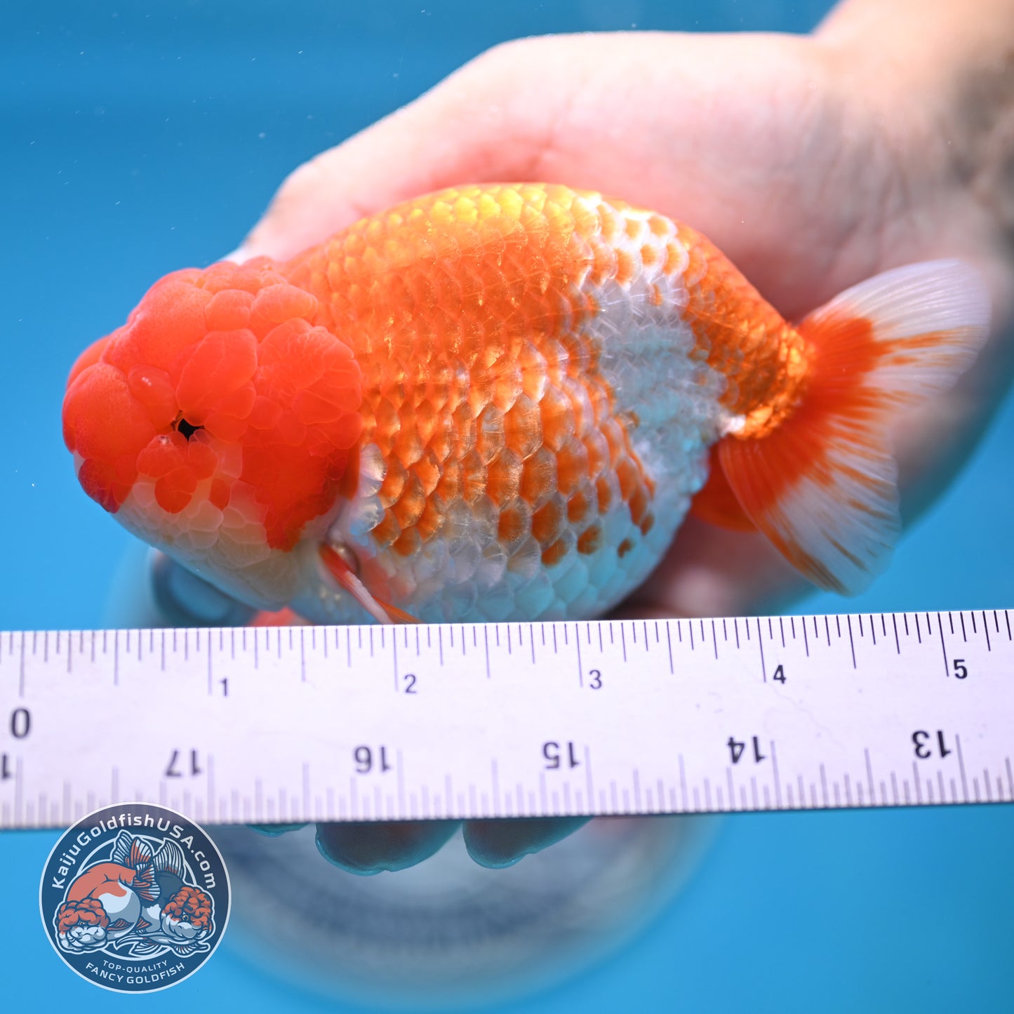 READ DESCRIPTION - Red White Buffalo Ranchu 4 inches Body (250516_RC03)