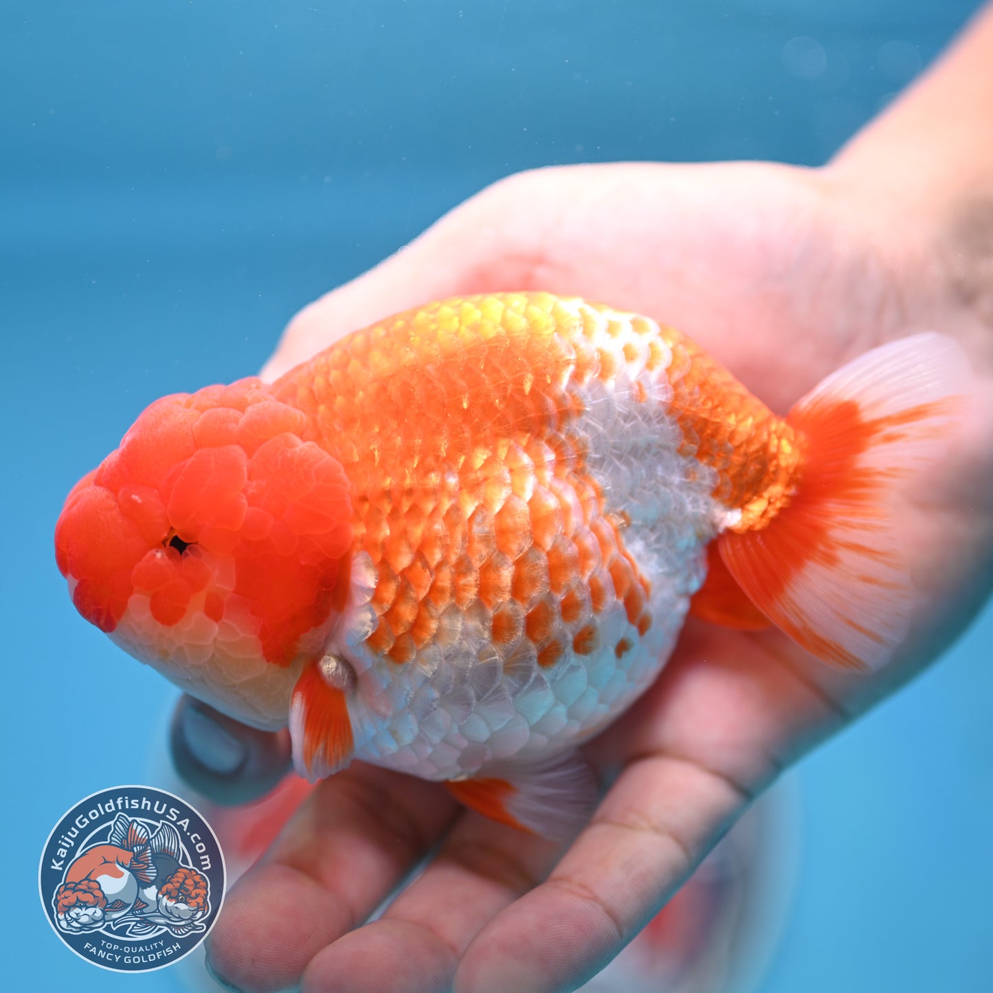 READ DESCRIPTION - Red White Buffalo Ranchu 4 inches Body (250516_RC03)
