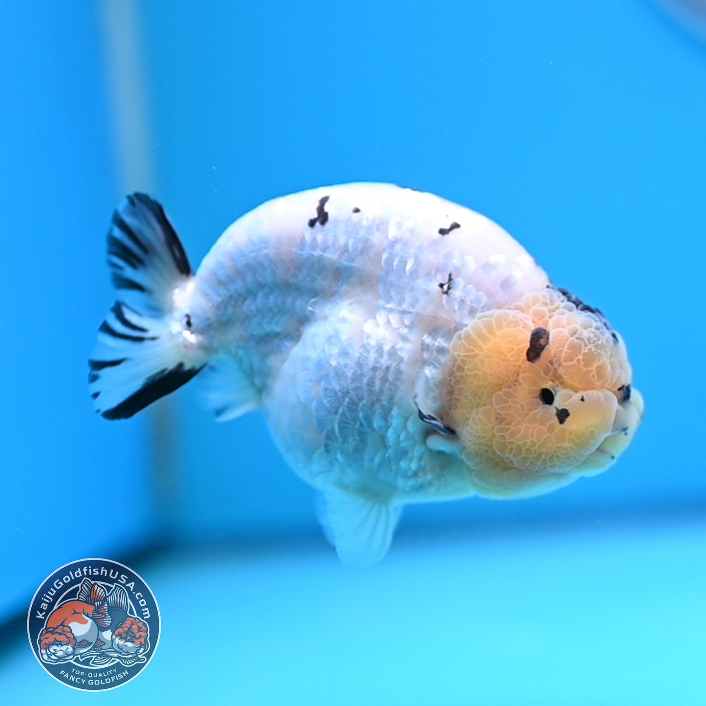 Panda Ranchu 4 inches Body (250509_RC03)