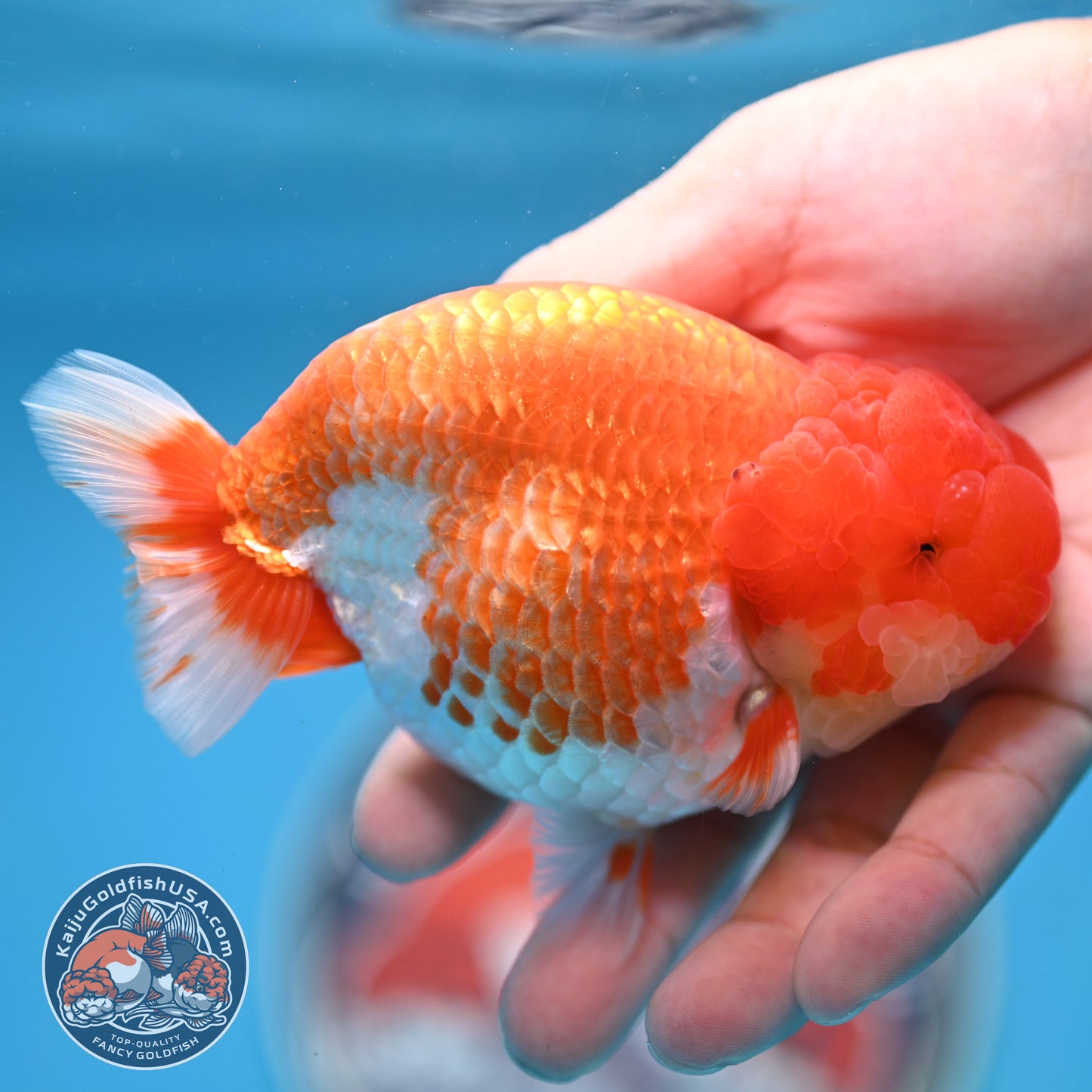 READ DESCRIPTION - Red White Buffalo Ranchu 4 inches Body (250516_RC03)