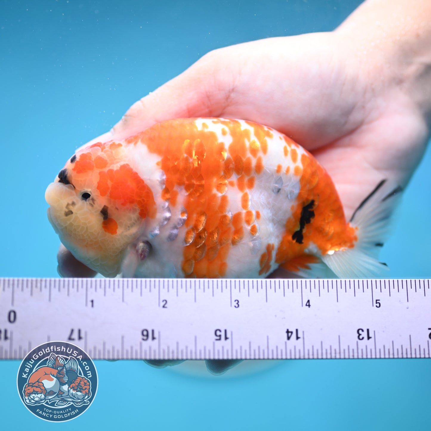Tricolor Sakura Ranchu 4.25 inches Body (250502_RC03)