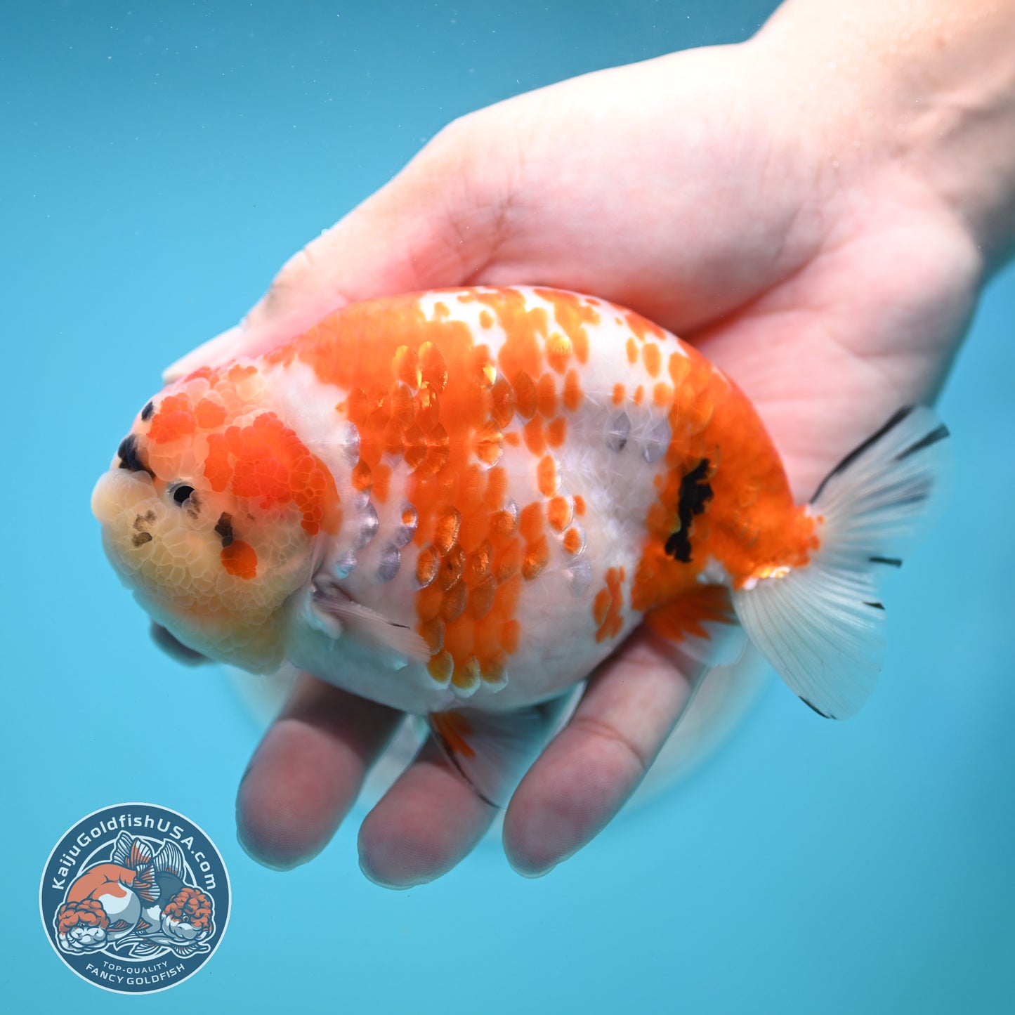 Tricolor Sakura Ranchu 4.25 inches Body (250502_RC03)