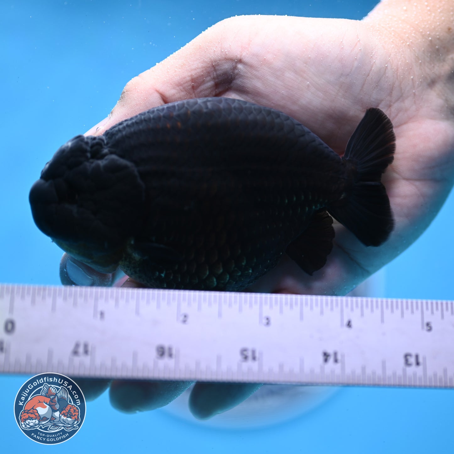 Jet Black Ranchu 4.25 inches Body - Male (250307_RC03)