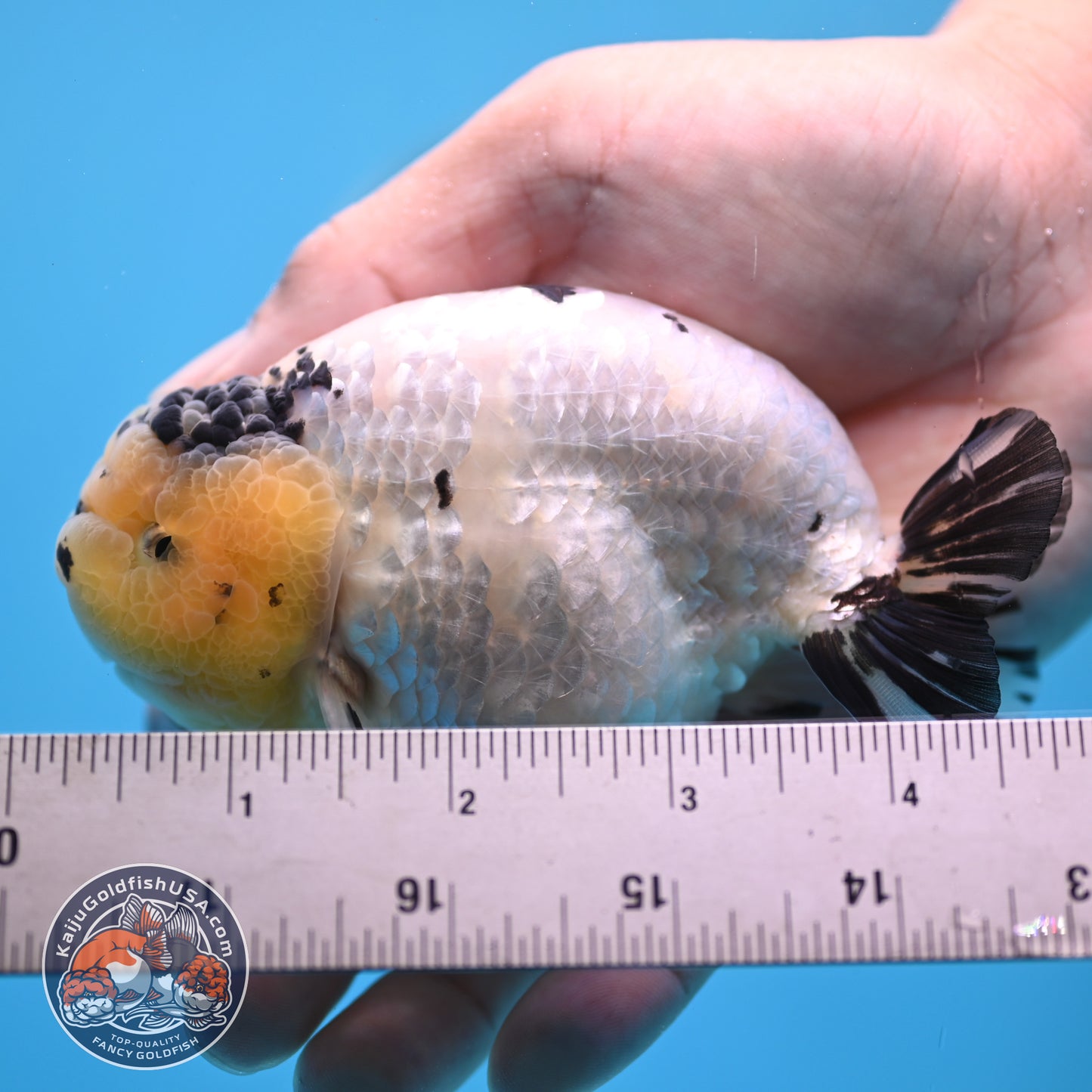 Panda Ranchu 4 inches Body (250509_RC03)