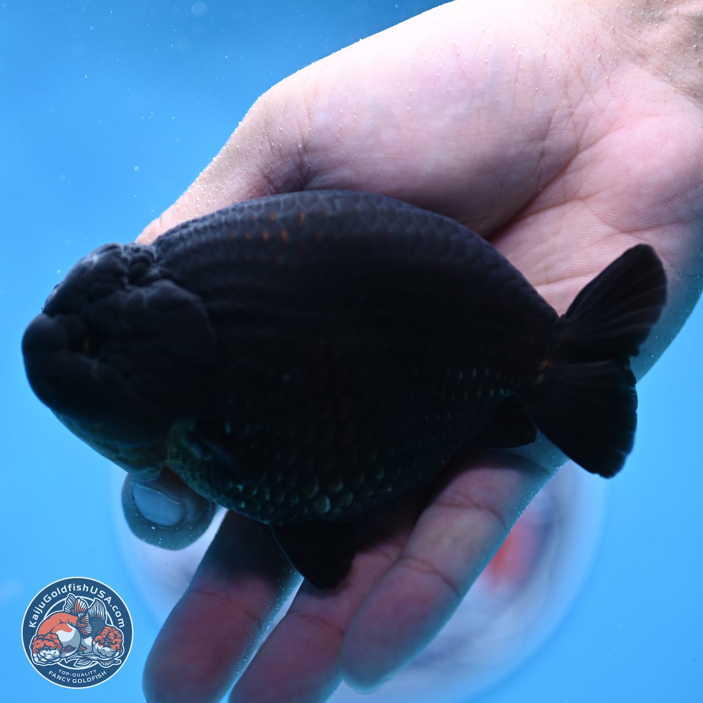 Jet Black Ranchu 4.25 inches Body - Male (250307_RC03)