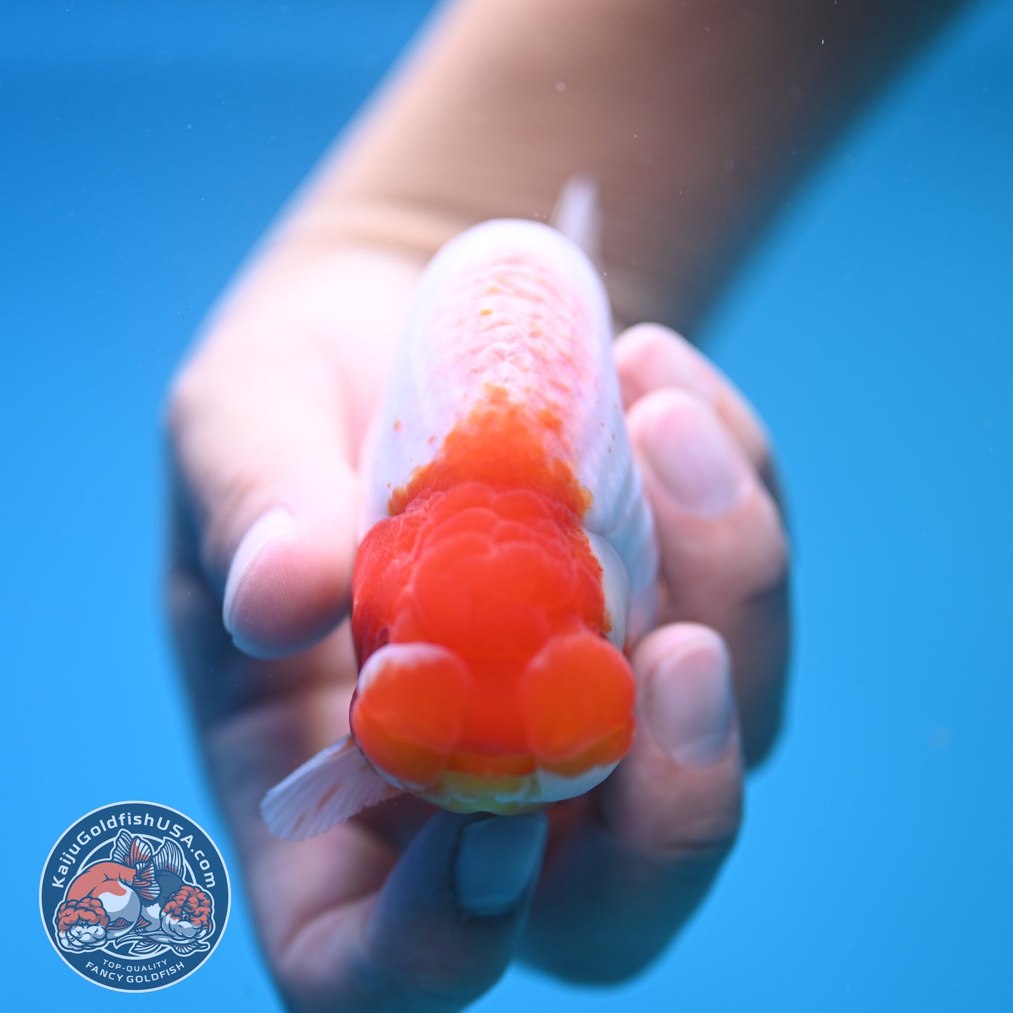 Red White Buffalo Ranchu 4 inch Body (250815_RC03)