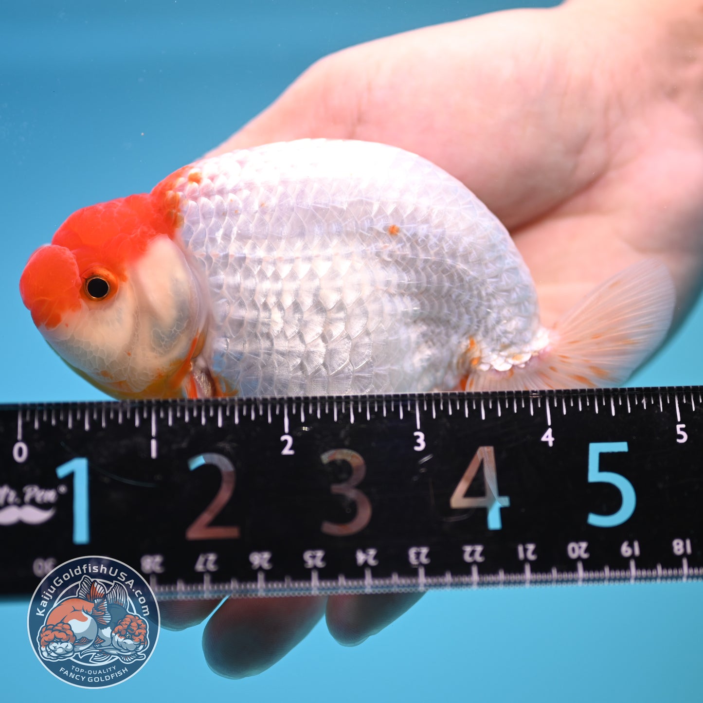 Red White Buffalo Ranchu 4 inch Body (250815_RC03)