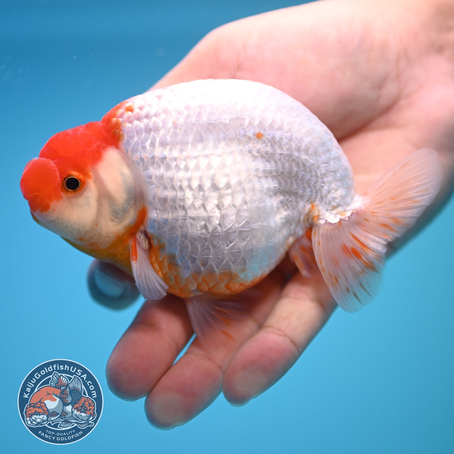 Red White Buffalo Ranchu 4 inch Body (250815_RC03)