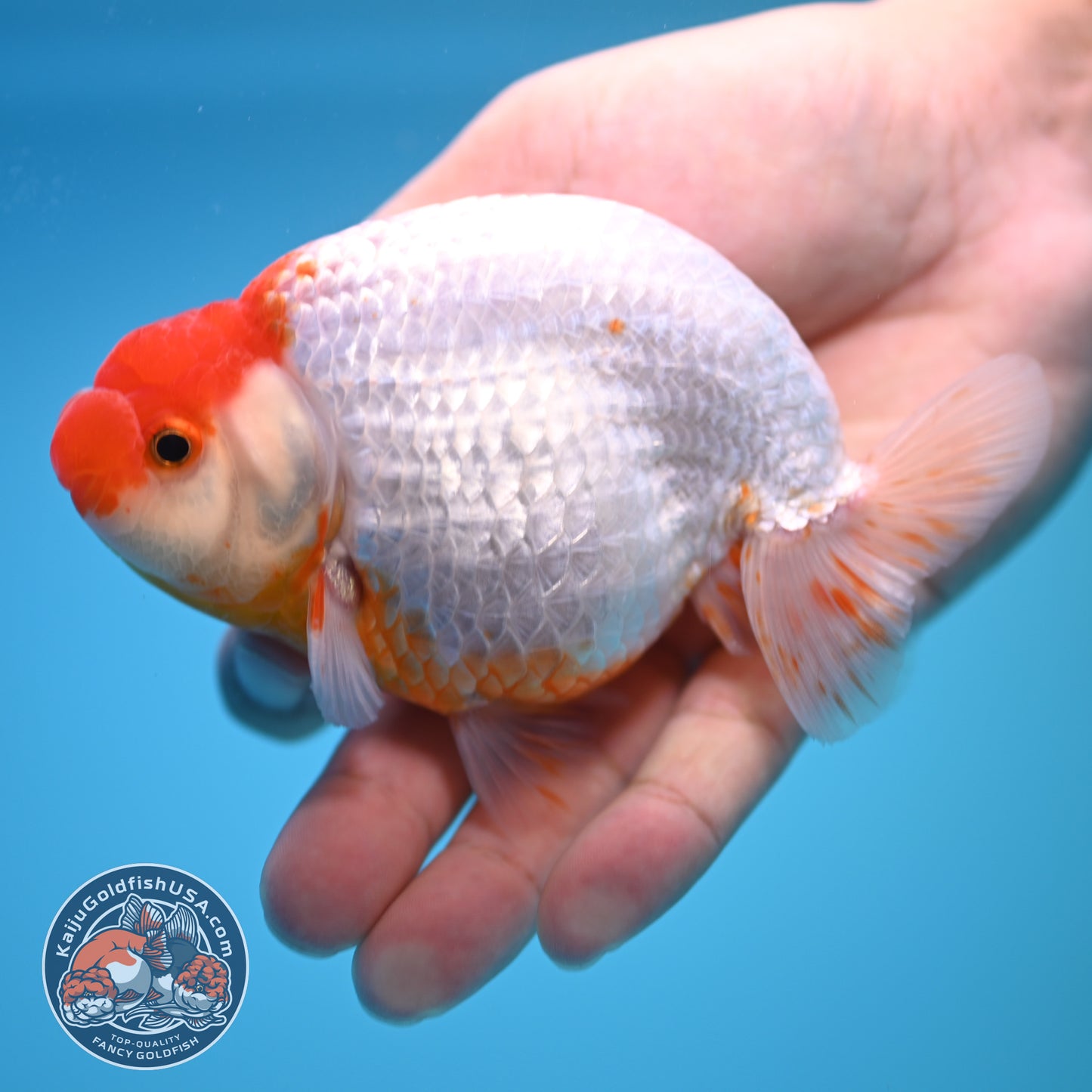 Red White Buffalo Ranchu 4 inch Body (250815_RC03)