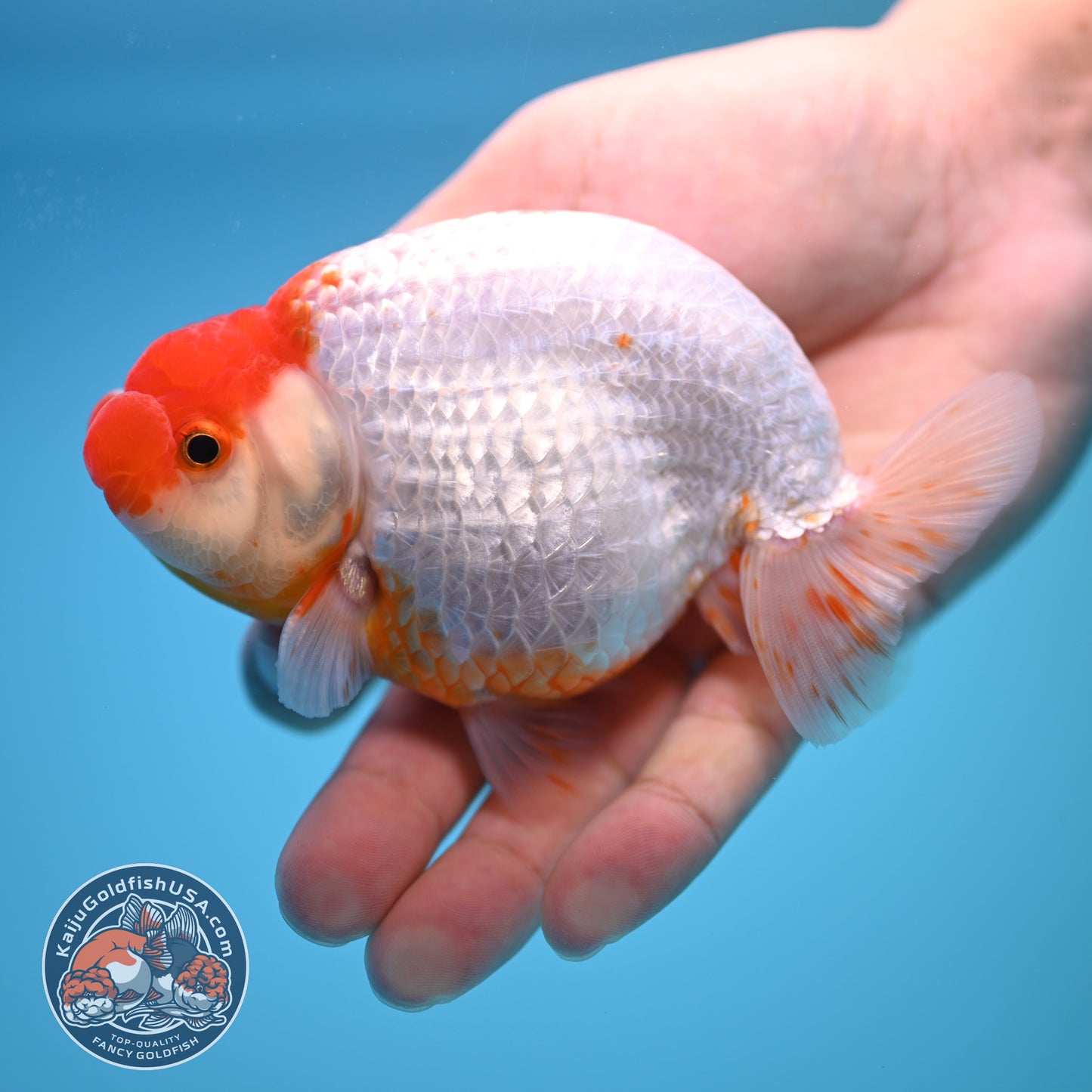 Red White Buffalo Ranchu 4 inch Body (250815_RC03)