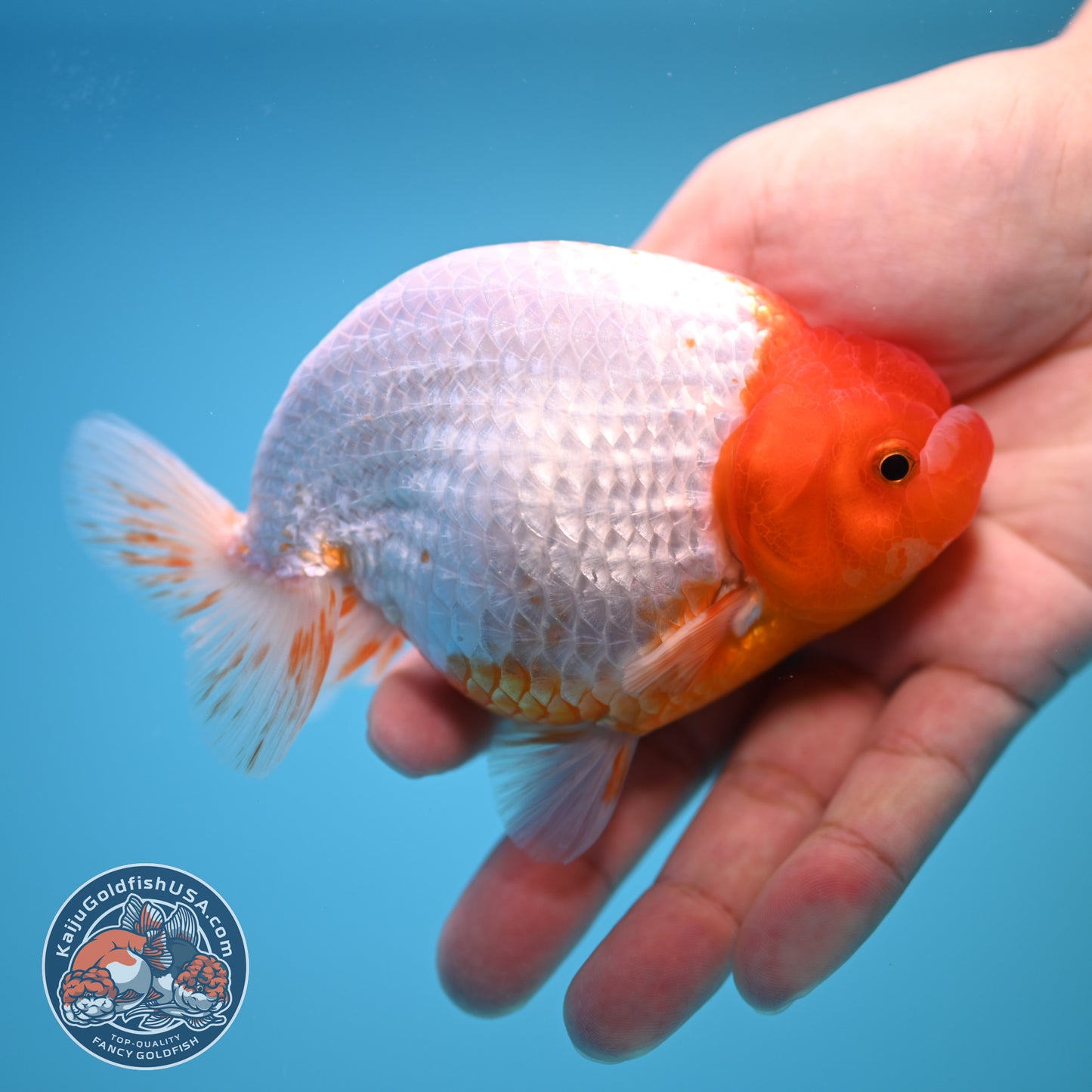 Red White Buffalo Ranchu 4 inch Body (250815_RC03)