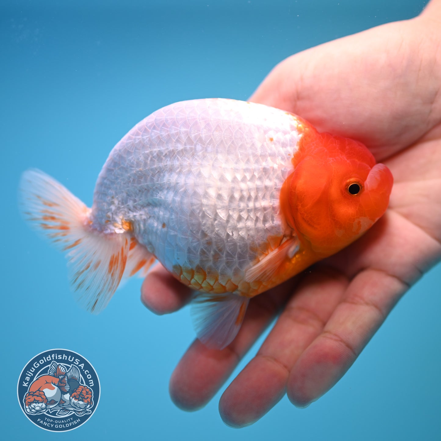Red White Buffalo Ranchu 4 inch Body (250815_RC03)