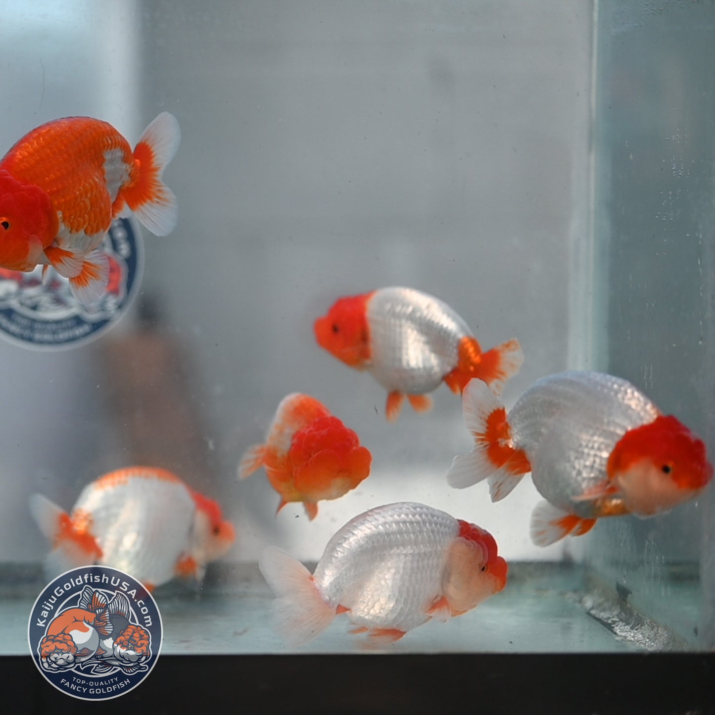 2 Pack Random Pick - Red White Buffalo Ranchu 3.5 - 4 inch Body (250905_RC03)