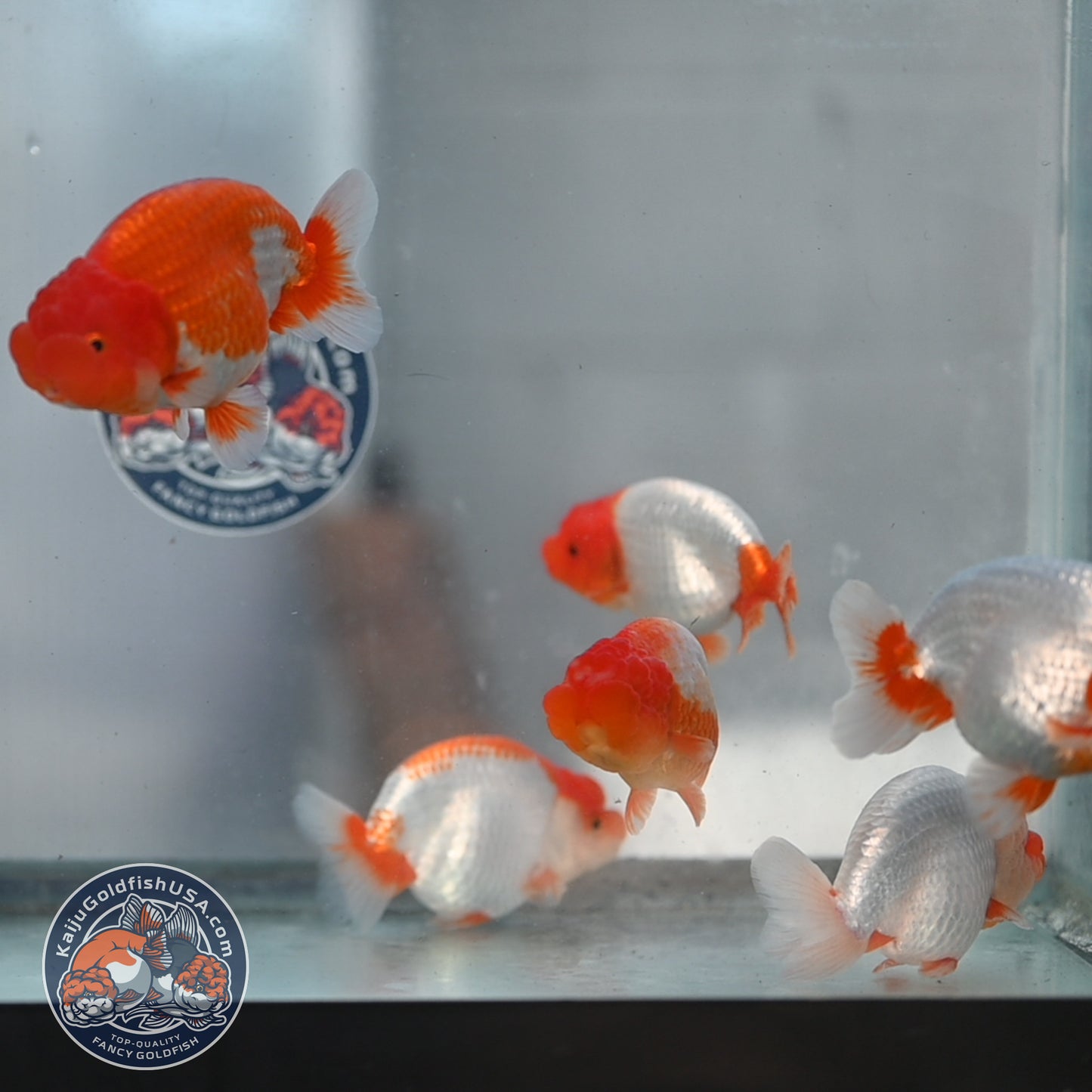 2 Pack Random Pick - Red White Buffalo Ranchu 3.5 - 4 inch Body (250905_RC03)
