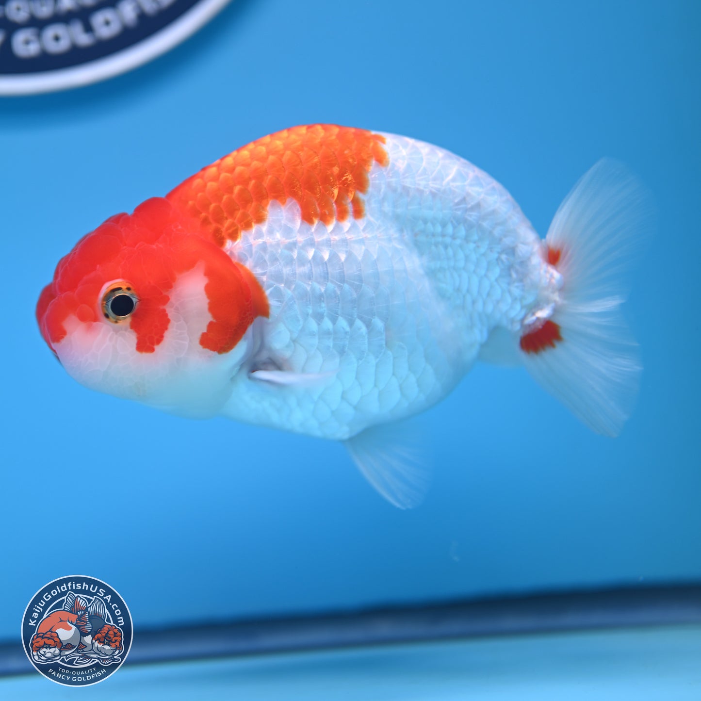 Red White Buffalo Ranchu 5 inches (241011_RC04) - Kaiju Goldfish USA