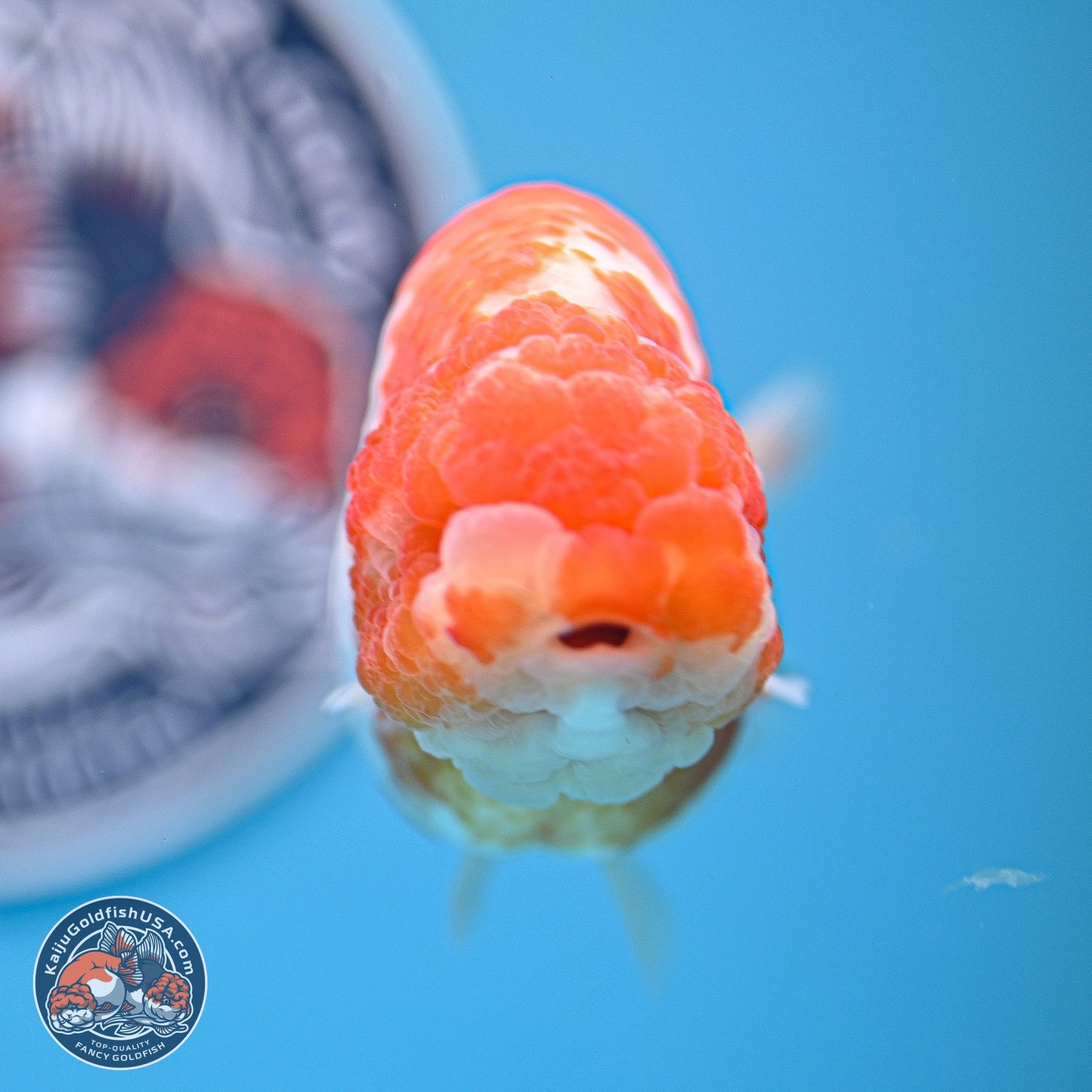 Tiny Tail Sakura Ranchu 5 inches (241018_RC04) - Kaiju Goldfish USA