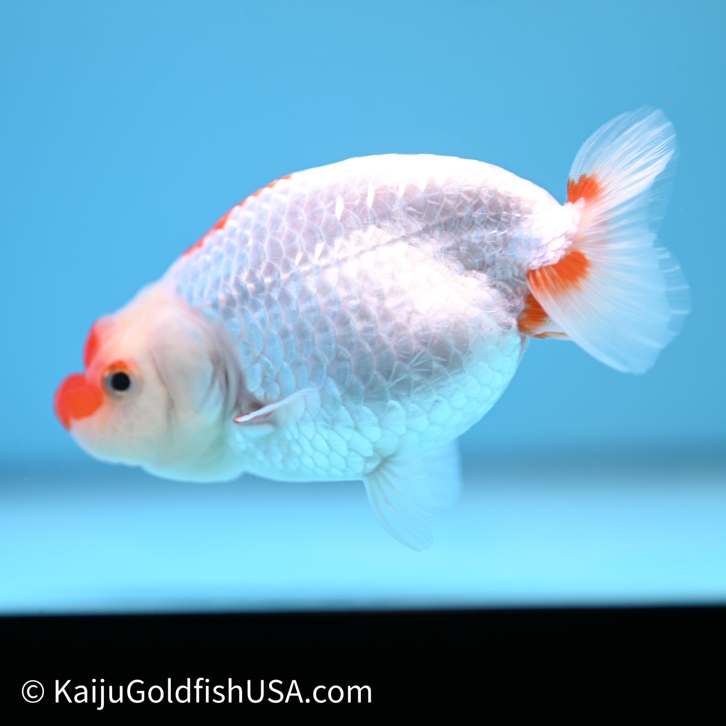 Red White Buffalo Ranchu 3.75in Body (240621_RC04) - Kaiju Goldfish USA