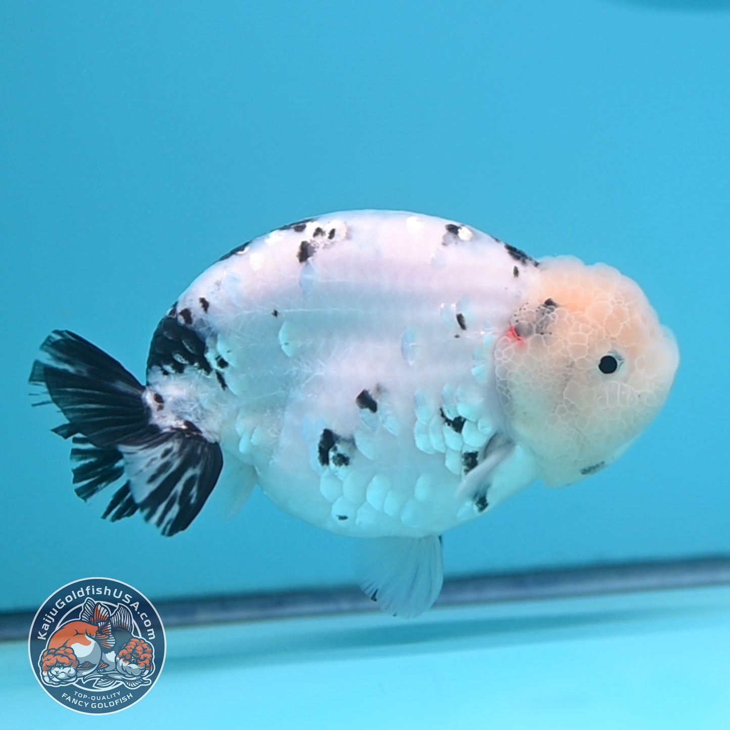 Tricolor Ranchu 4.5 inches Body (250509_RC04)