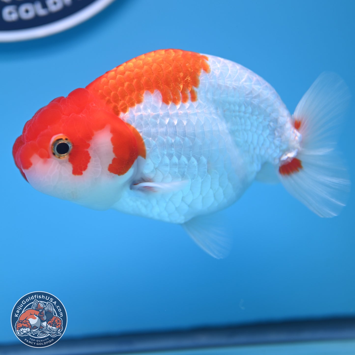 Red White Buffalo Ranchu 5 inches (241011_RC04) - Kaiju Goldfish USA