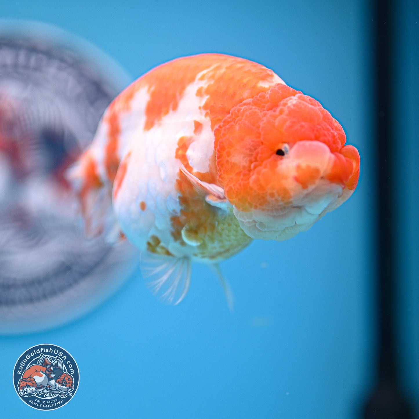 Tiny Tail Sakura Ranchu 5 inches (241018_RC04) - Kaiju Goldfish USA