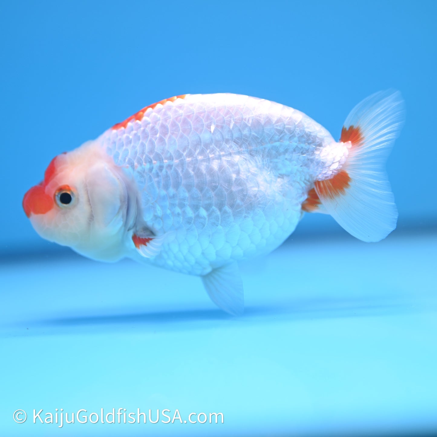 Red White Buffalo Ranchu 3.75in Body (240621_RC04) - Kaiju Goldfish USA