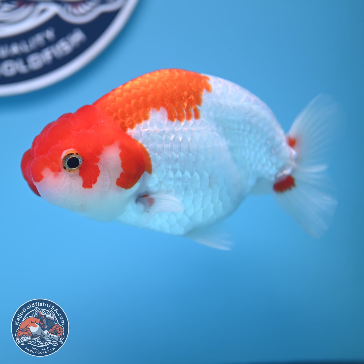 Red White Buffalo Ranchu 5 inches (241011_RC04) - Kaiju Goldfish USA
