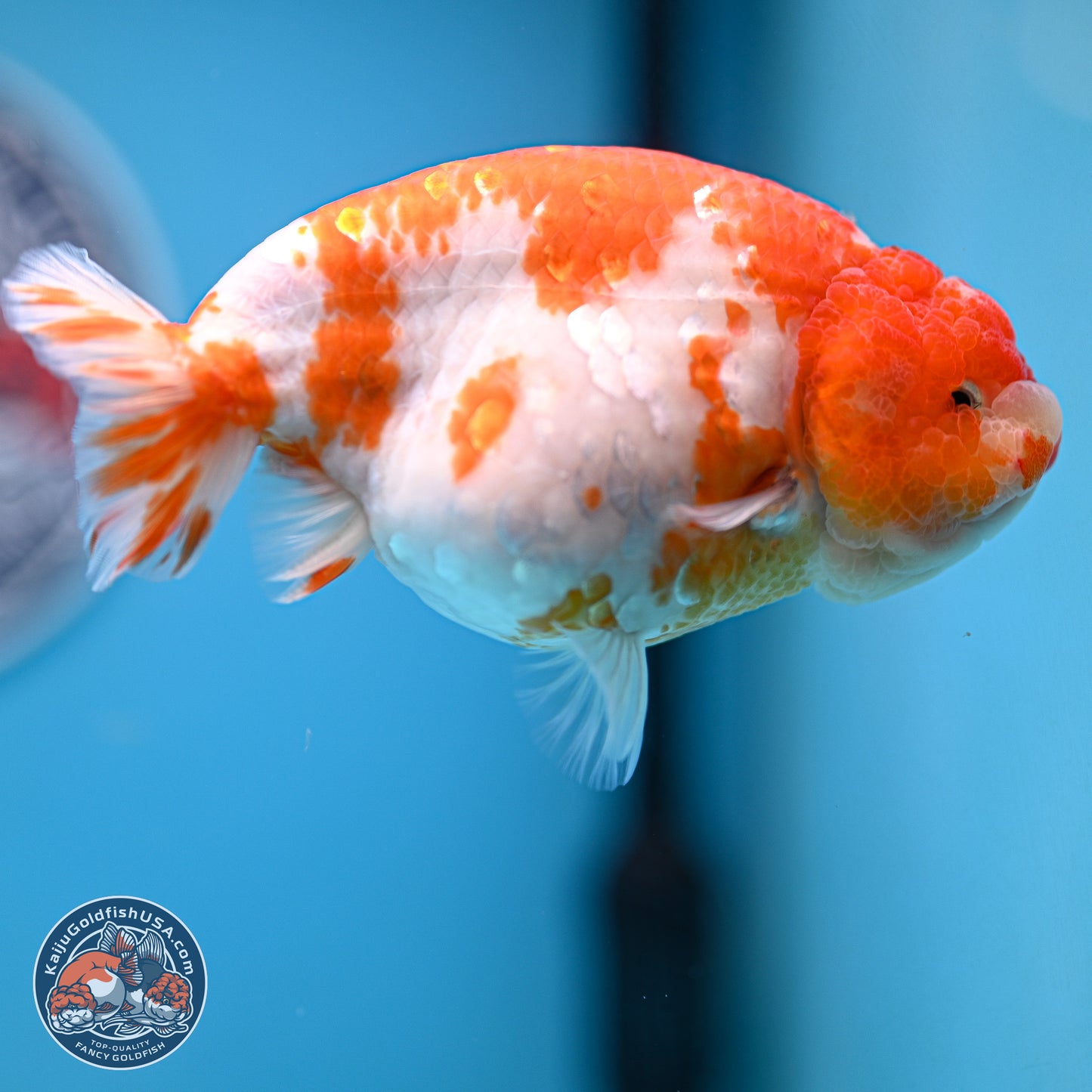 Tiny Tail Sakura Ranchu 5 inches (241018_RC04) - Kaiju Goldfish USA