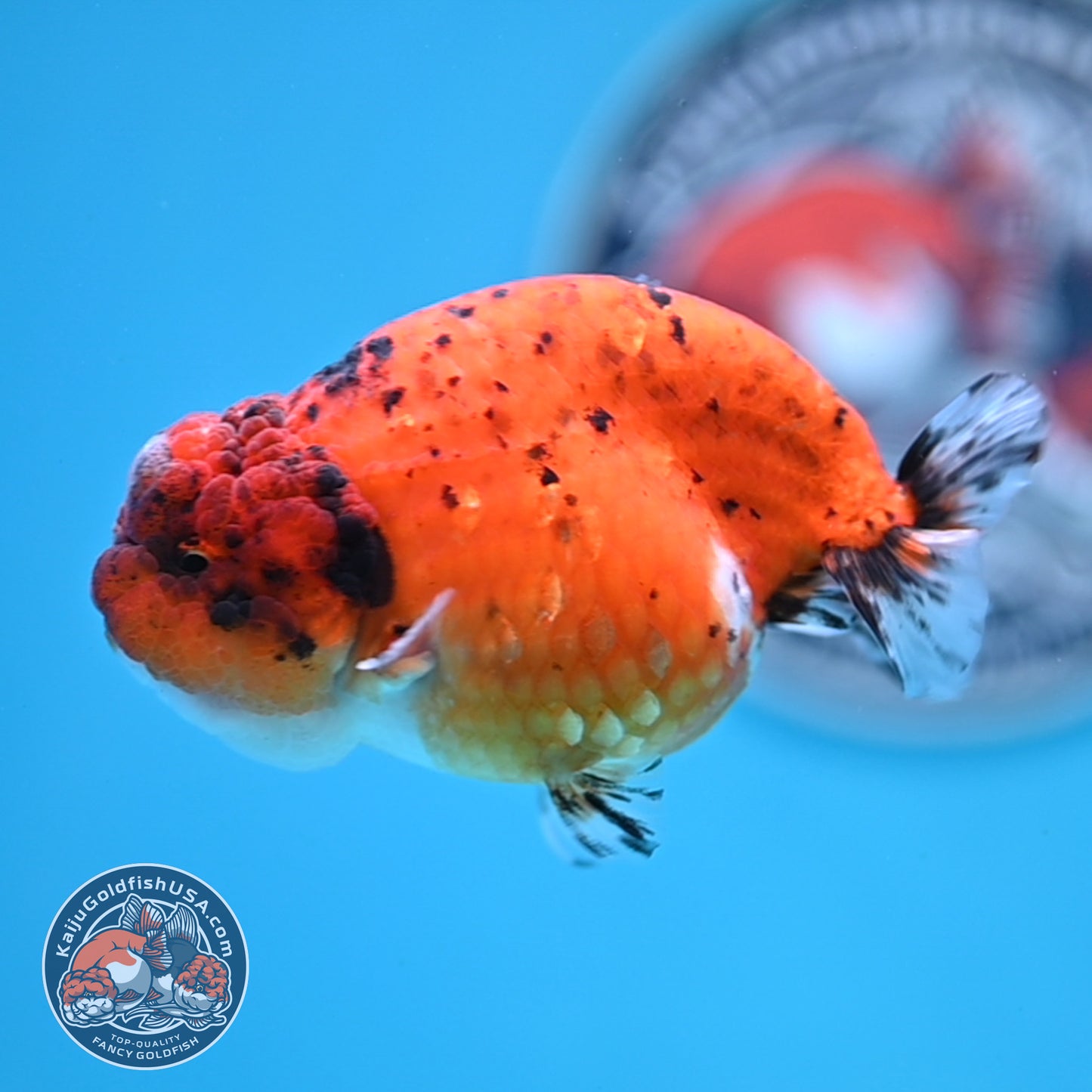 Calico Ranchu 4 inches Body (250516_RC04)