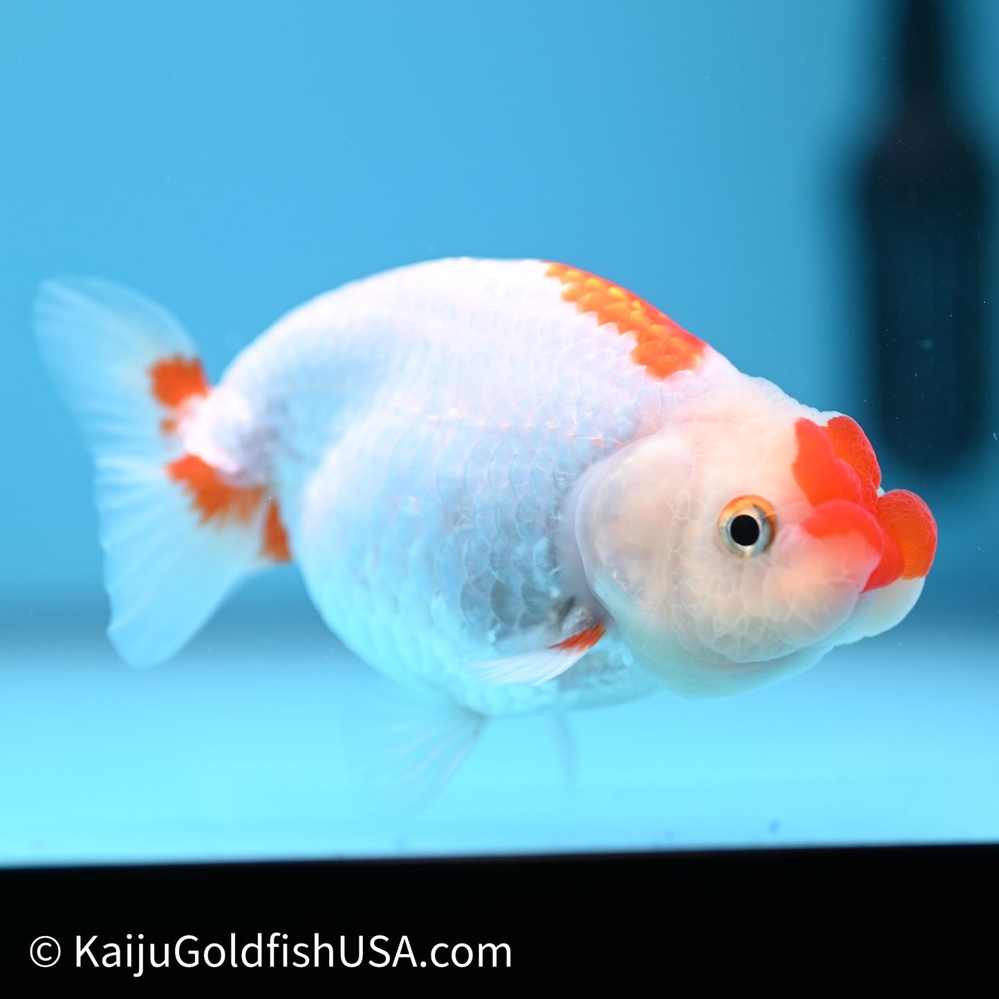 Red White Buffalo Ranchu 3.75in Body (240621_RC04) - Kaiju Goldfish USA