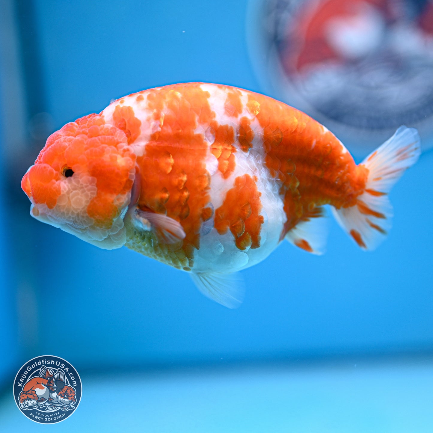 Tiny Tail Sakura Ranchu 5 inches (241018_RC04) - Kaiju Goldfish USA