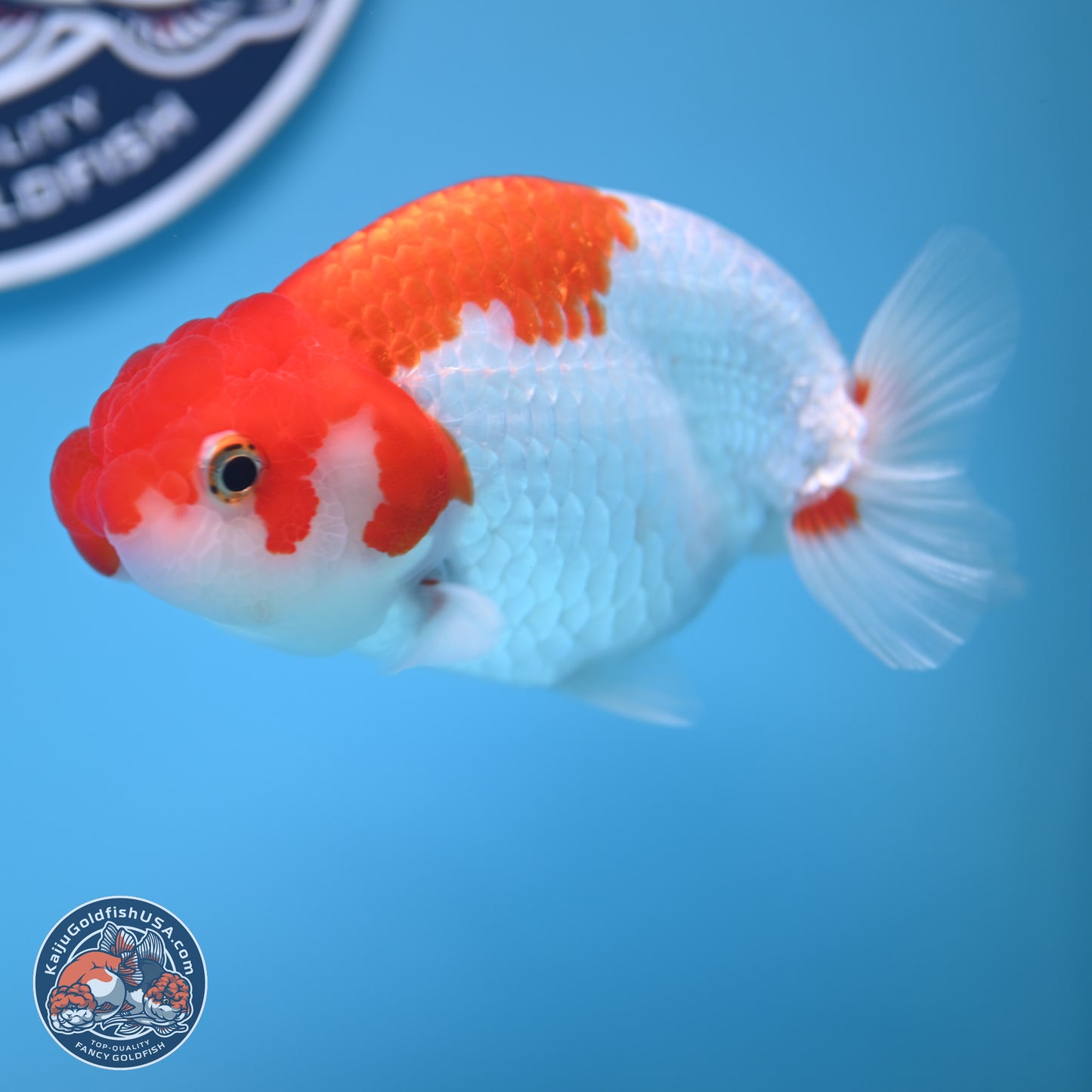 Red White Buffalo Ranchu 5 inches (241011_RC04) - Kaiju Goldfish USA