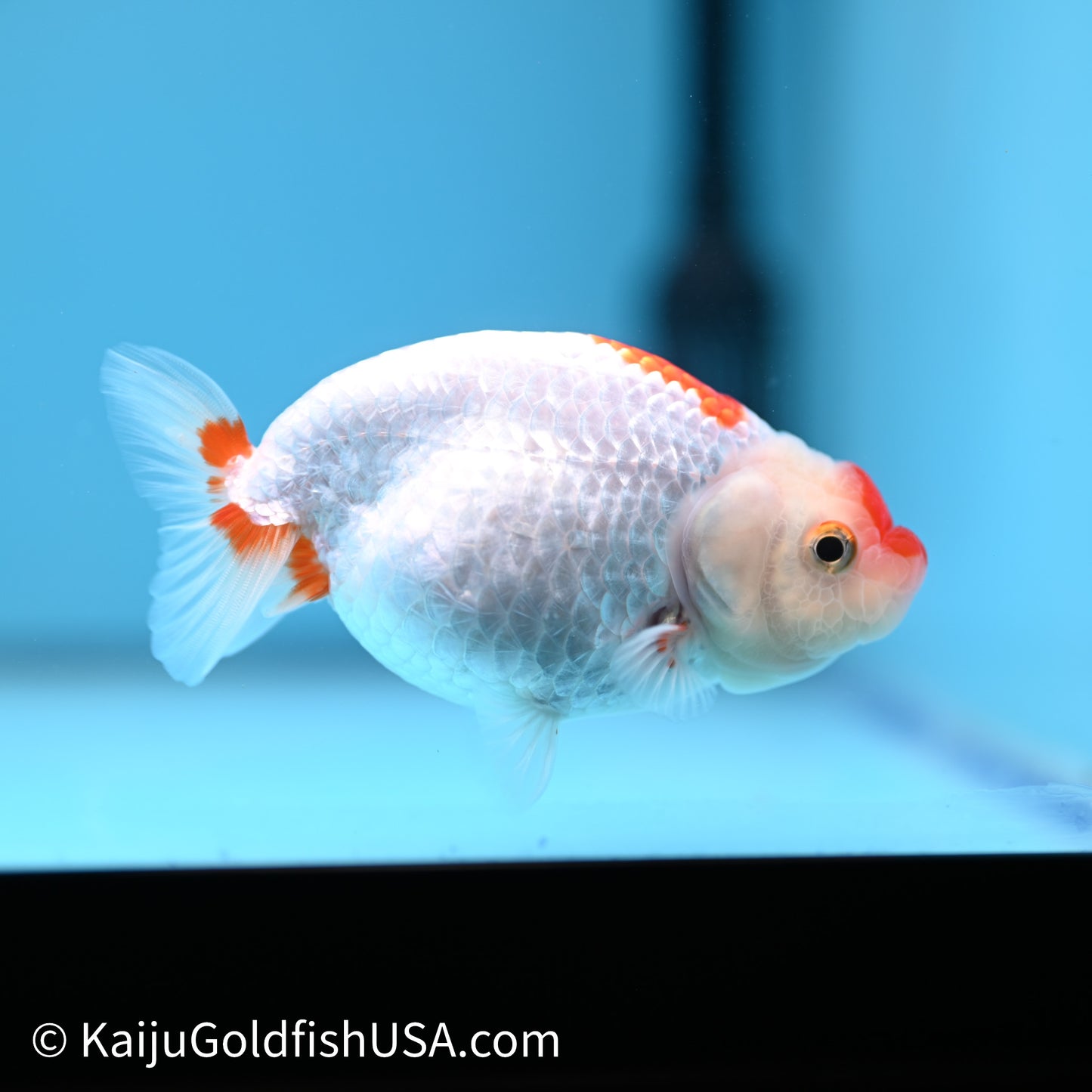Red White Buffalo Ranchu 3.75in Body (240621_RC04) - Kaiju Goldfish USA