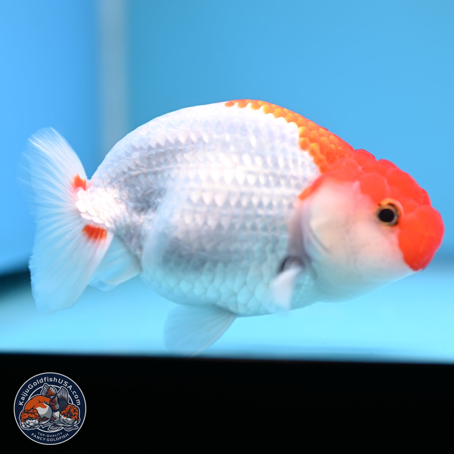 Red White Buffalo Ranchu 5 inches (241011_RC04) - Kaiju Goldfish USA