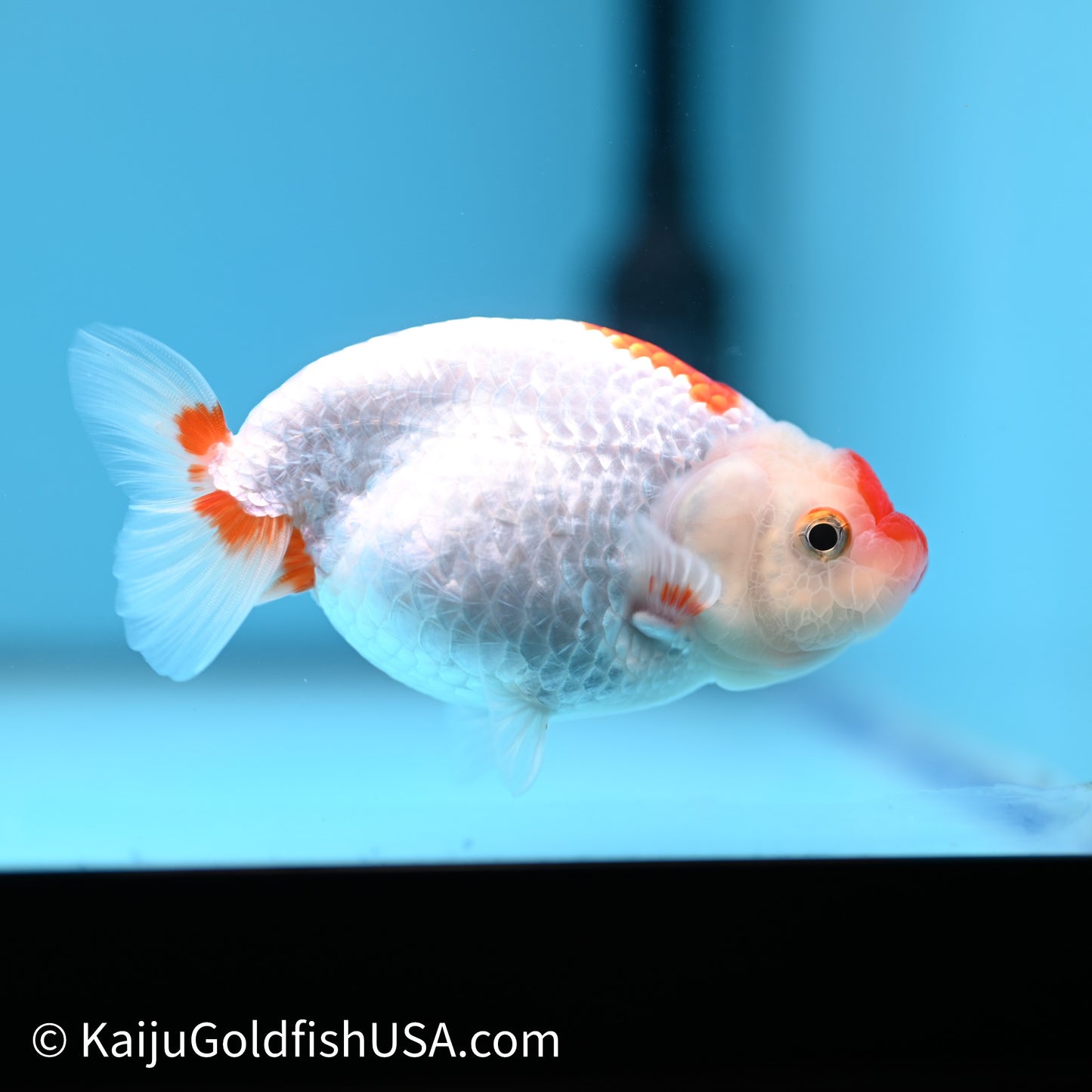 Red White Buffalo Ranchu 3.75in Body (240621_RC04) - Kaiju Goldfish USA