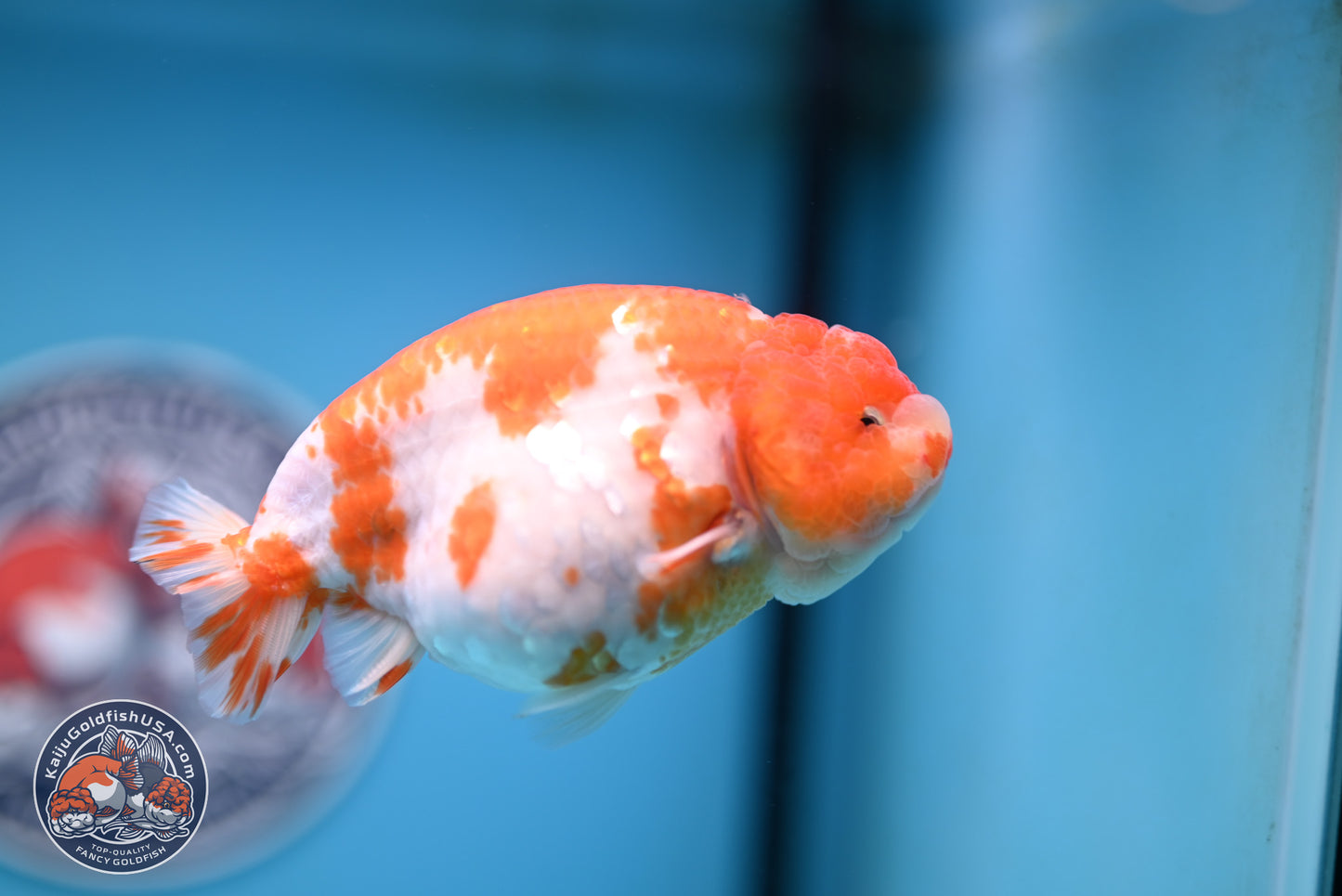 Tiny Tail Sakura Ranchu 5 inches (241018_RC04) - Kaiju Goldfish USA