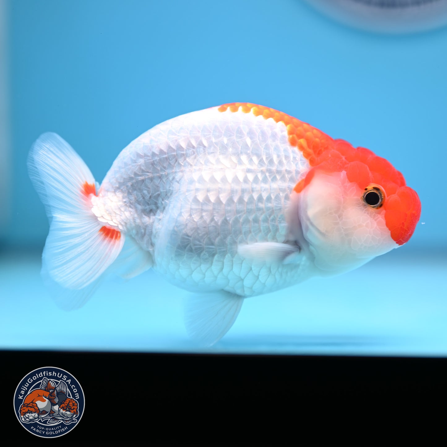 Red White Buffalo Ranchu 5 inches (241011_RC04) - Kaiju Goldfish USA