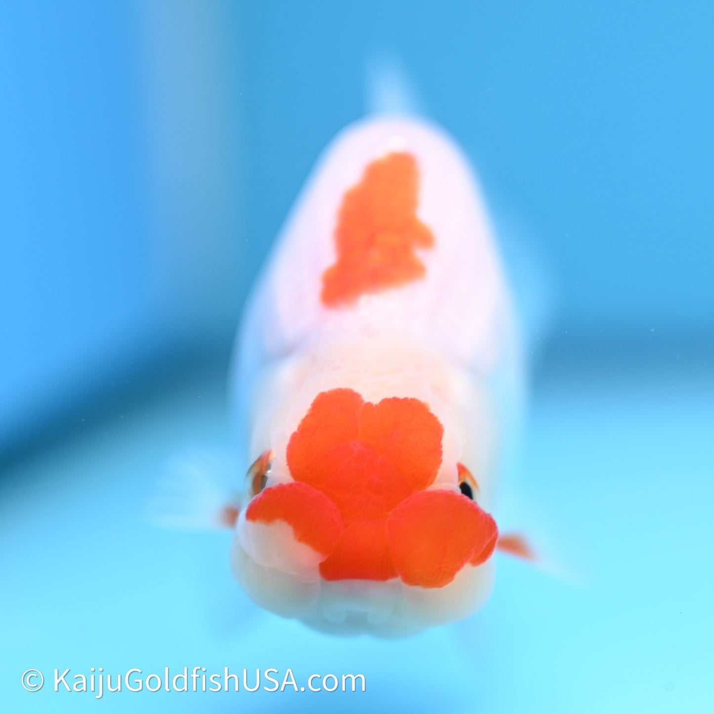 Red White Buffalo Ranchu 3.75in Body (240621_RC04) - Kaiju Goldfish USA