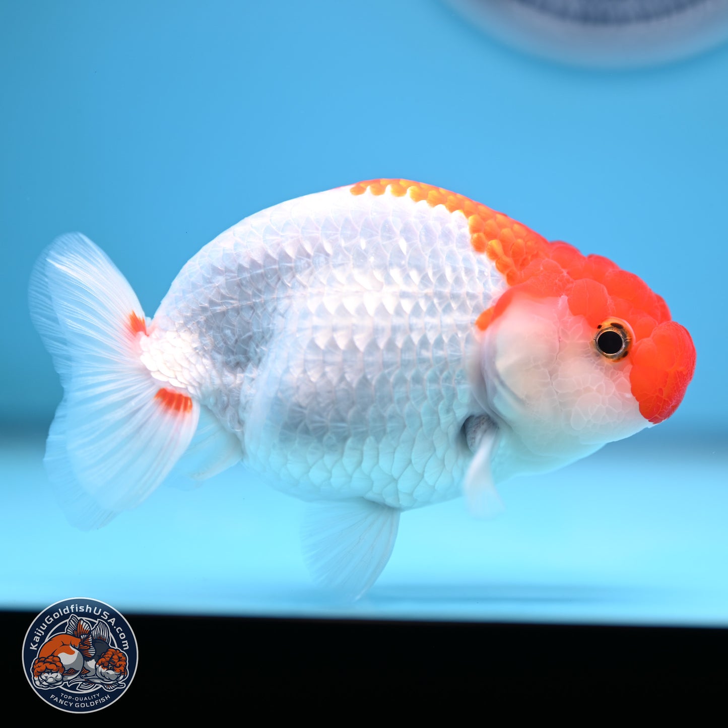 Red White Buffalo Ranchu 5 inches (241011_RC04) - Kaiju Goldfish USA