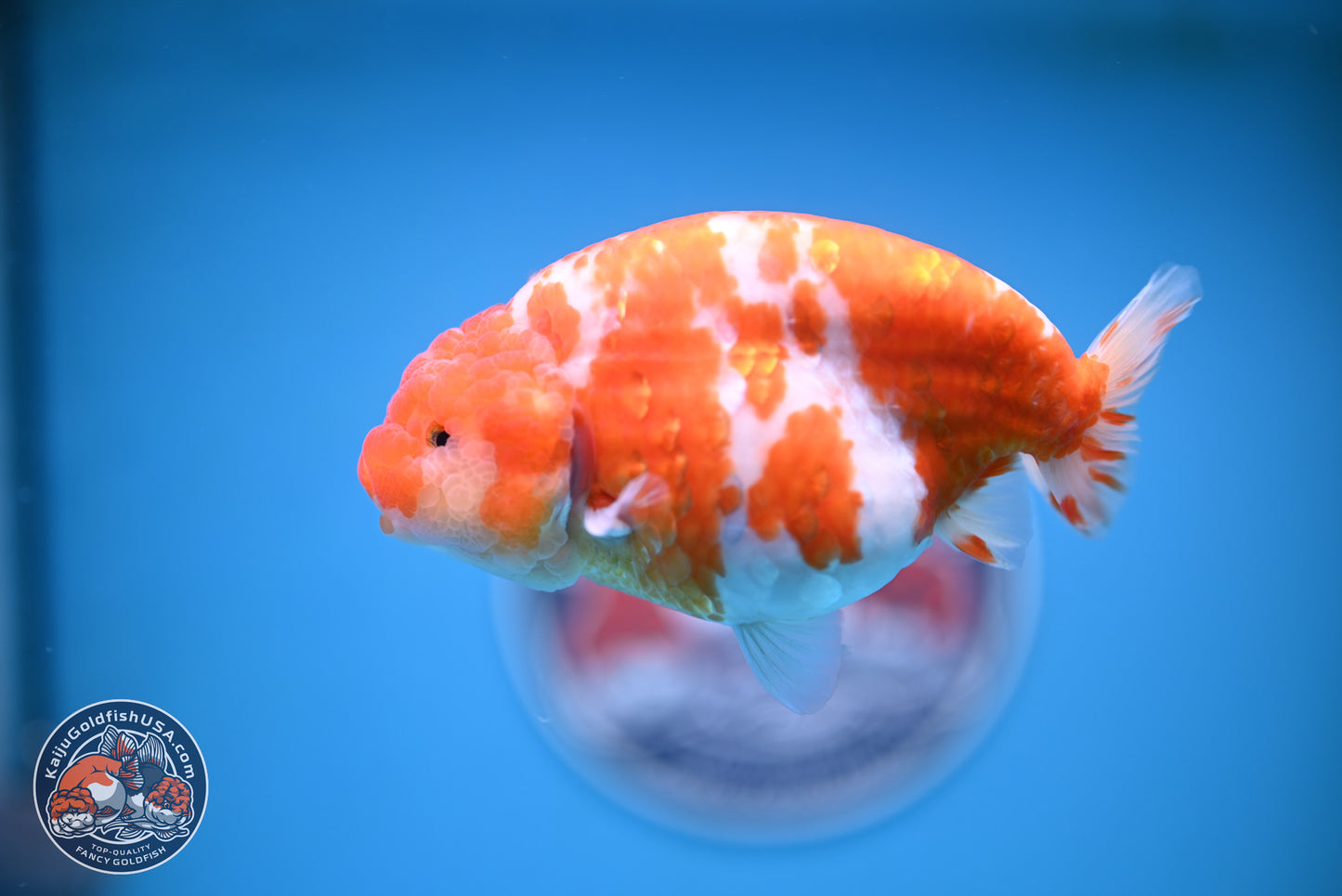 Tiny Tail Sakura Ranchu 5 inches (241018_RC04) - Kaiju Goldfish USA